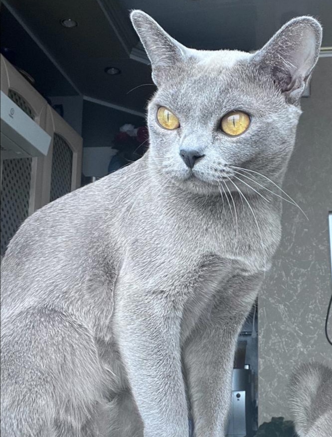 CH. FIONA SILK BRILLIANT