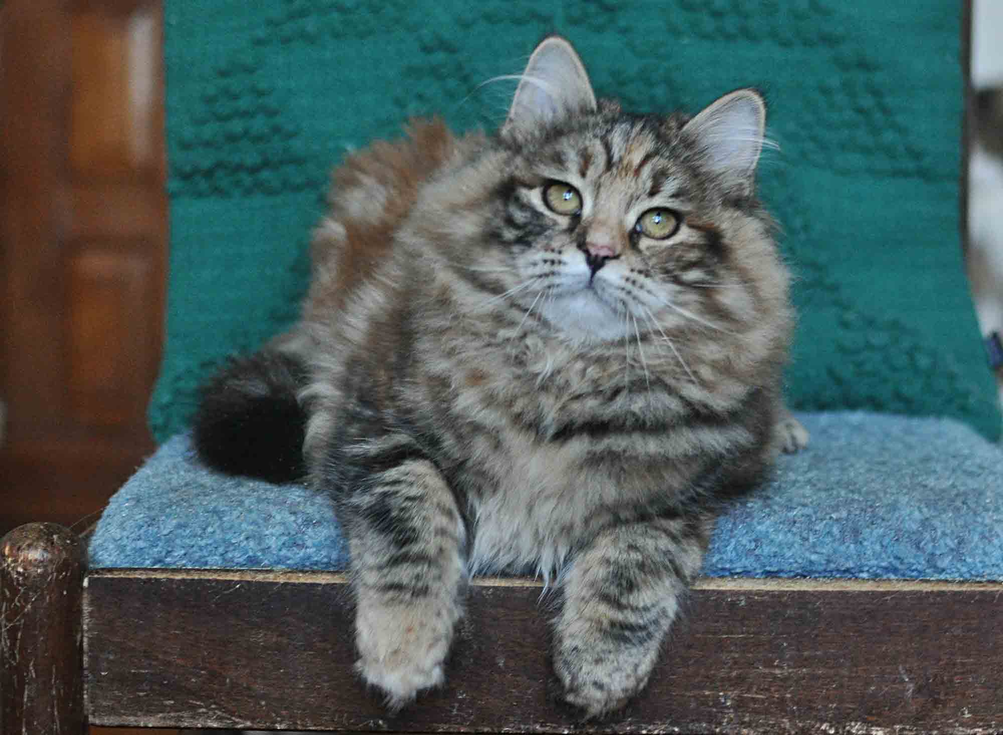 Tabatha Siberian Sapphire