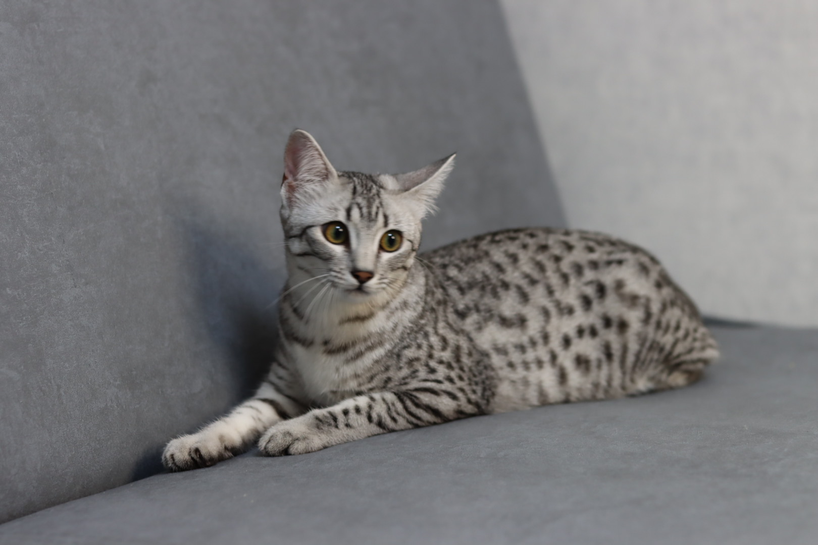 JCH. FireBastet Betti