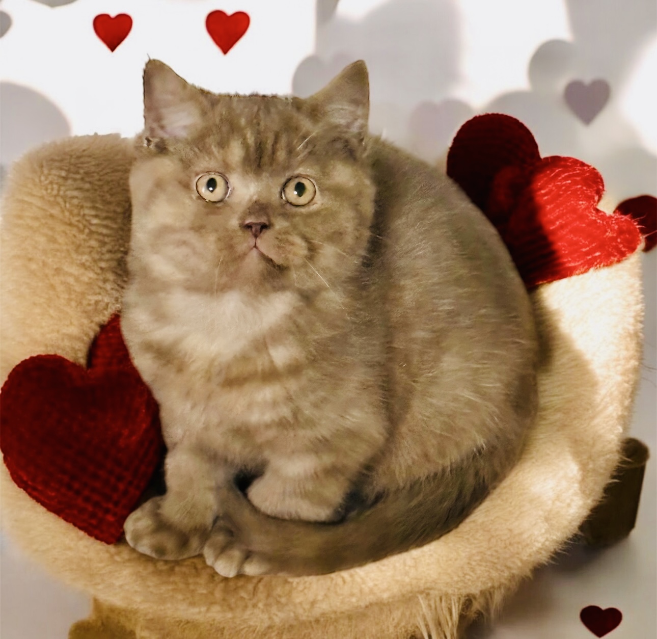 Noblesse Bossy Power