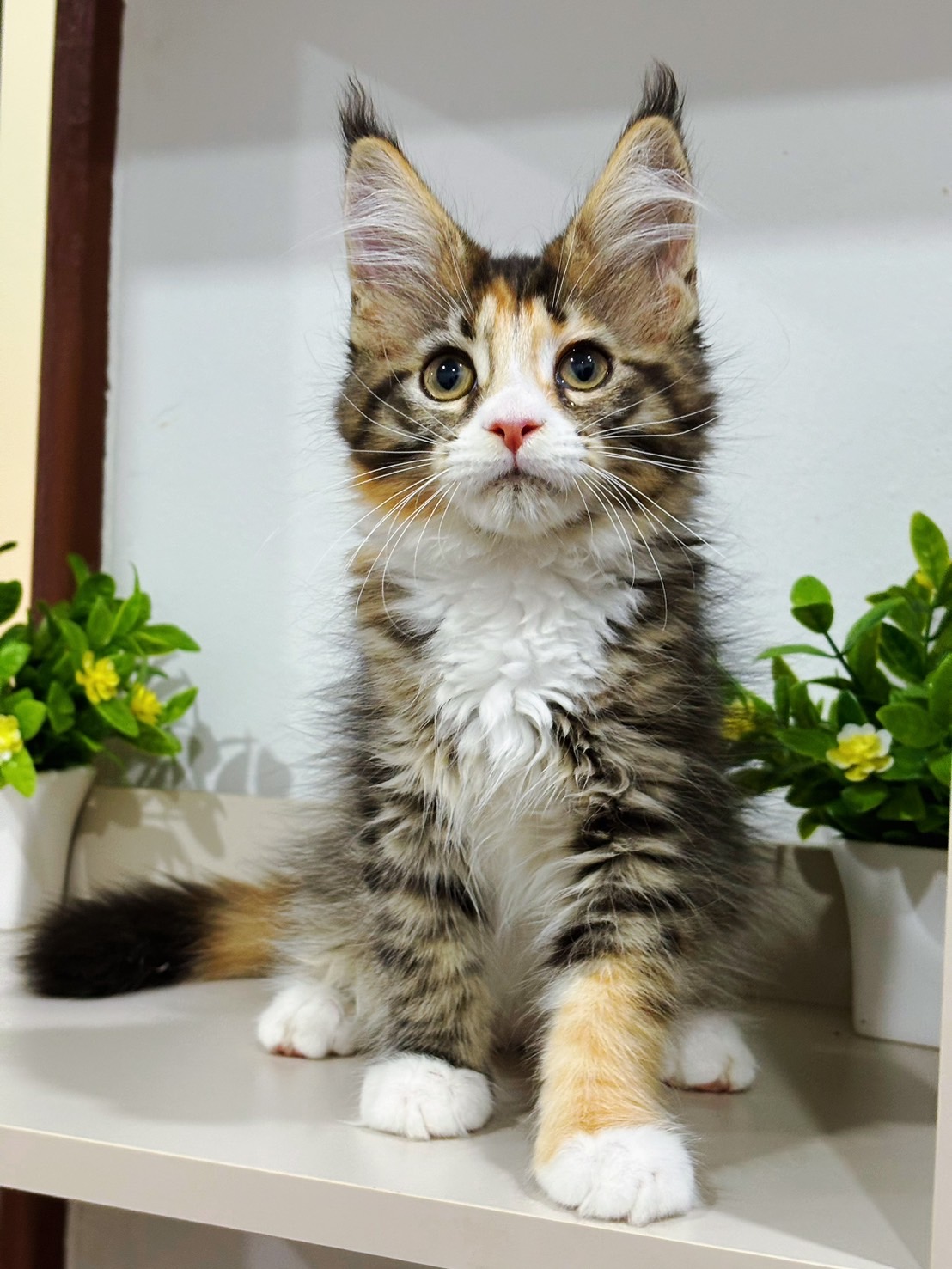Glorious Ruler*TH Iris of Tigercooncat