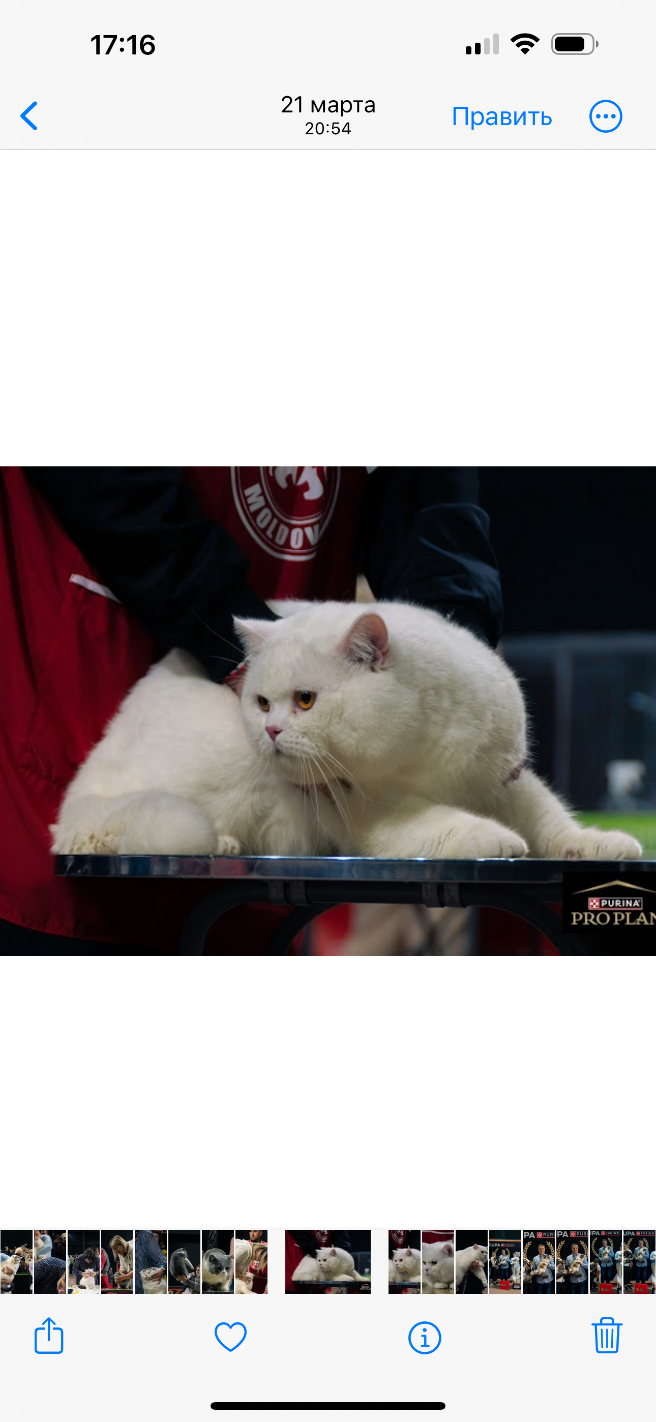 CH. UA*Helly’s Cat House Eros