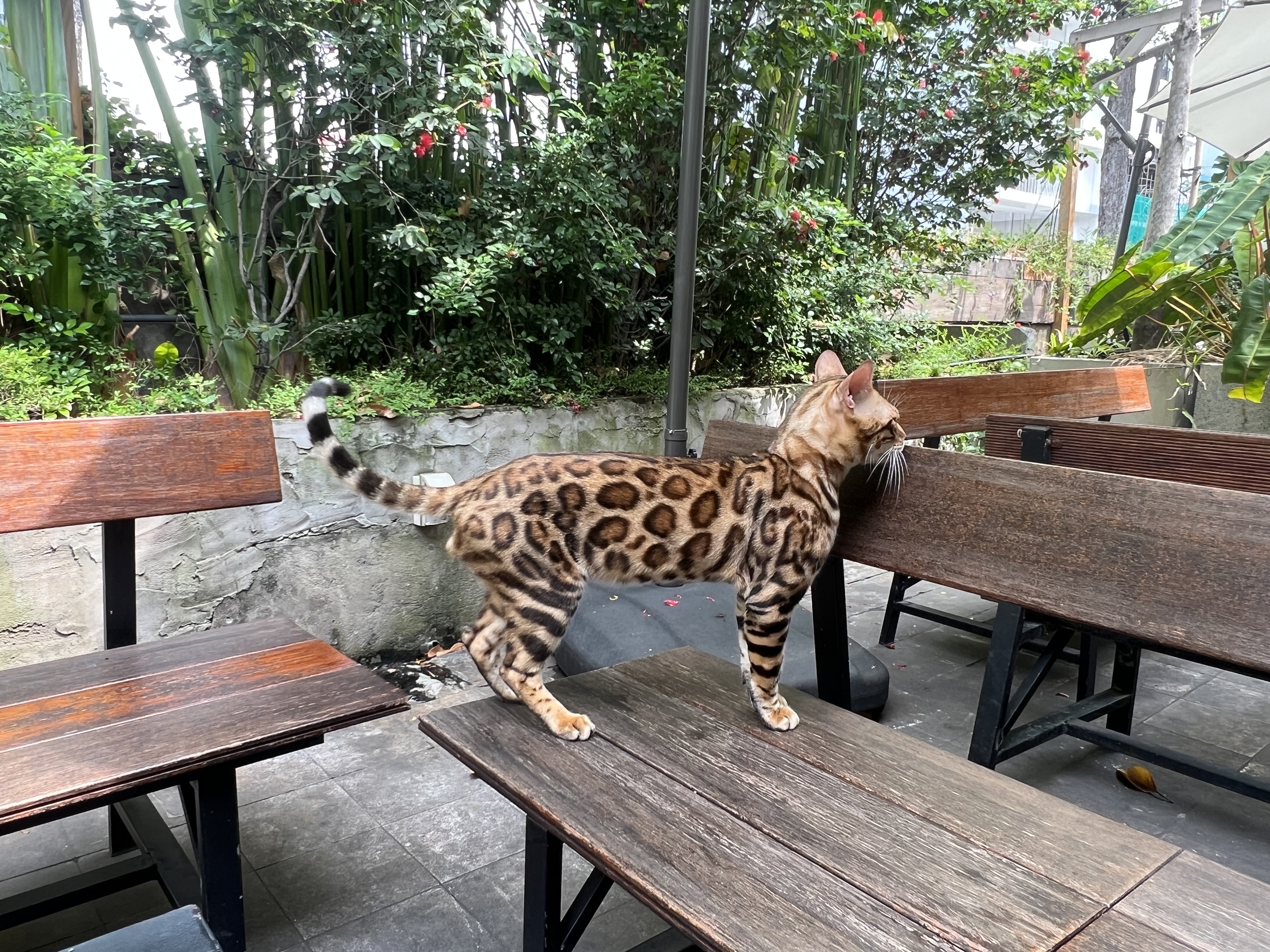 Molly - Bengal in saigon - Vinh Phuong Chi