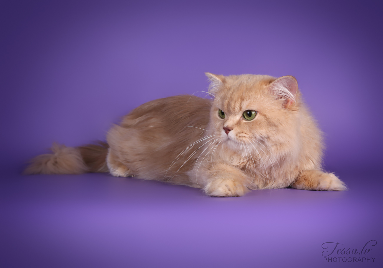 Louie von Felinissima