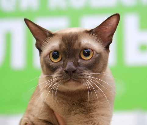 CH. Silkstone*LIP*RU Fiona