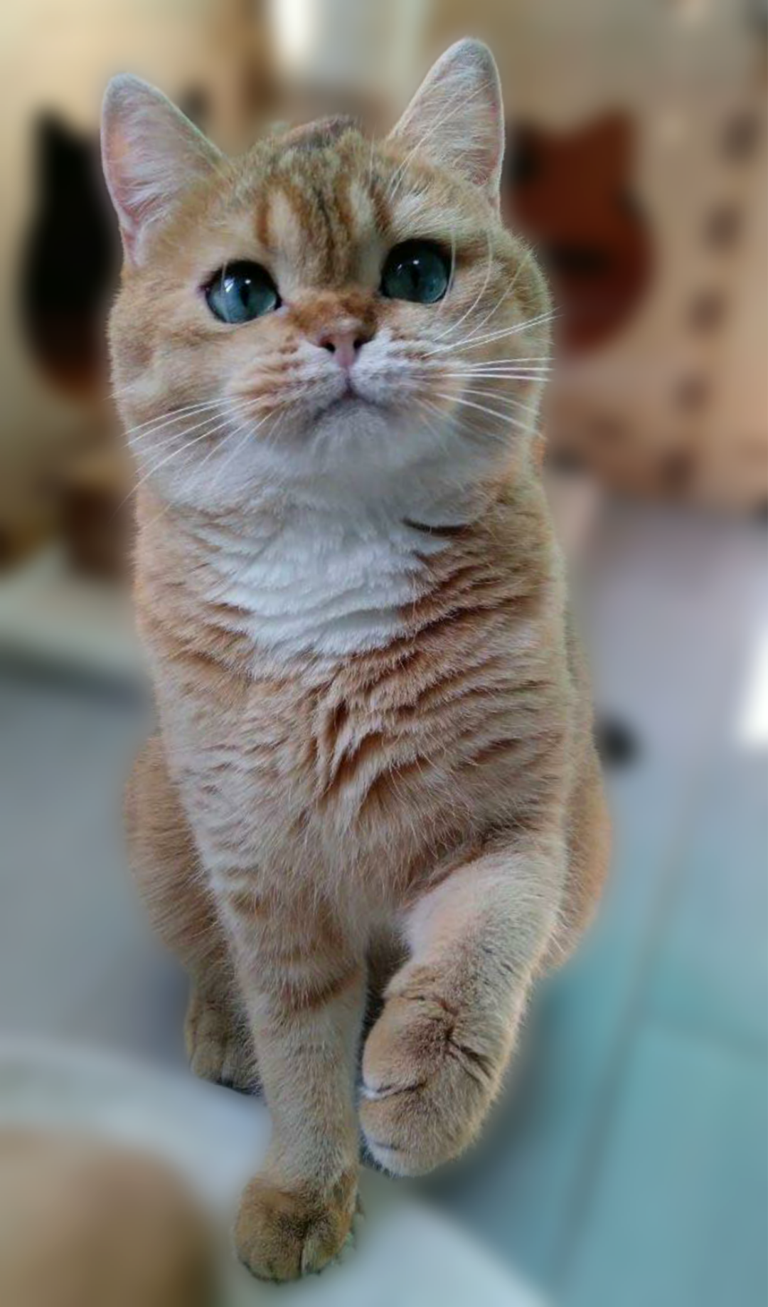 TSARINA Orange Splendor