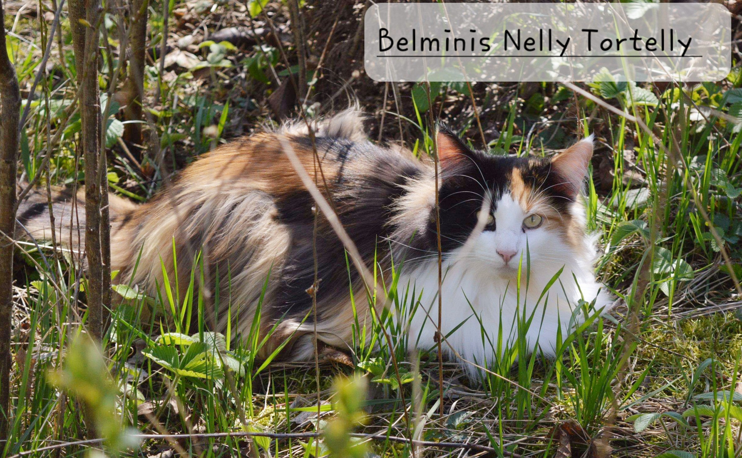 WCH. Belminis Nelly Tortelly