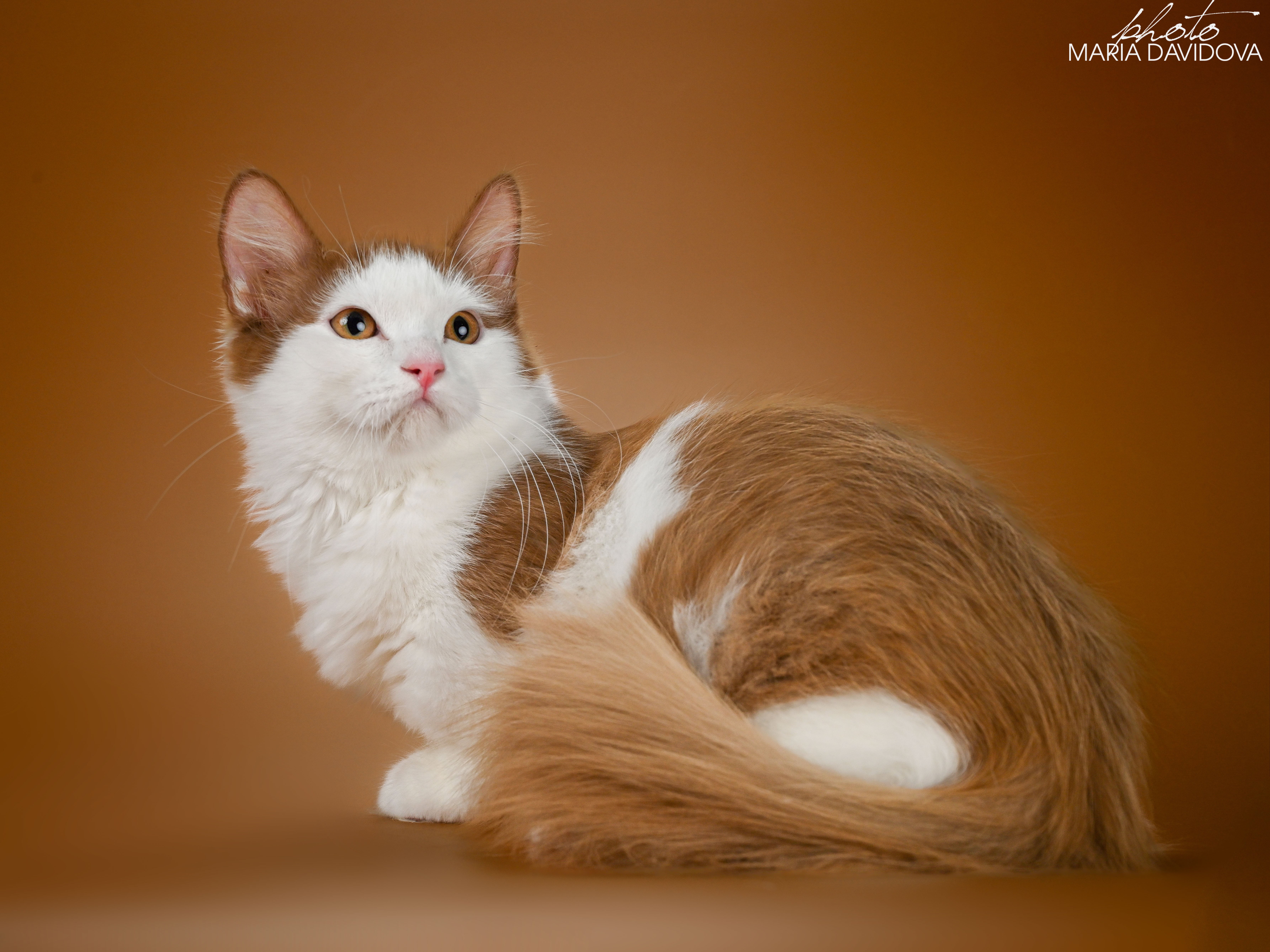 JCH. Davidoff’s*UA Churchill of Il Tempio di Bastet