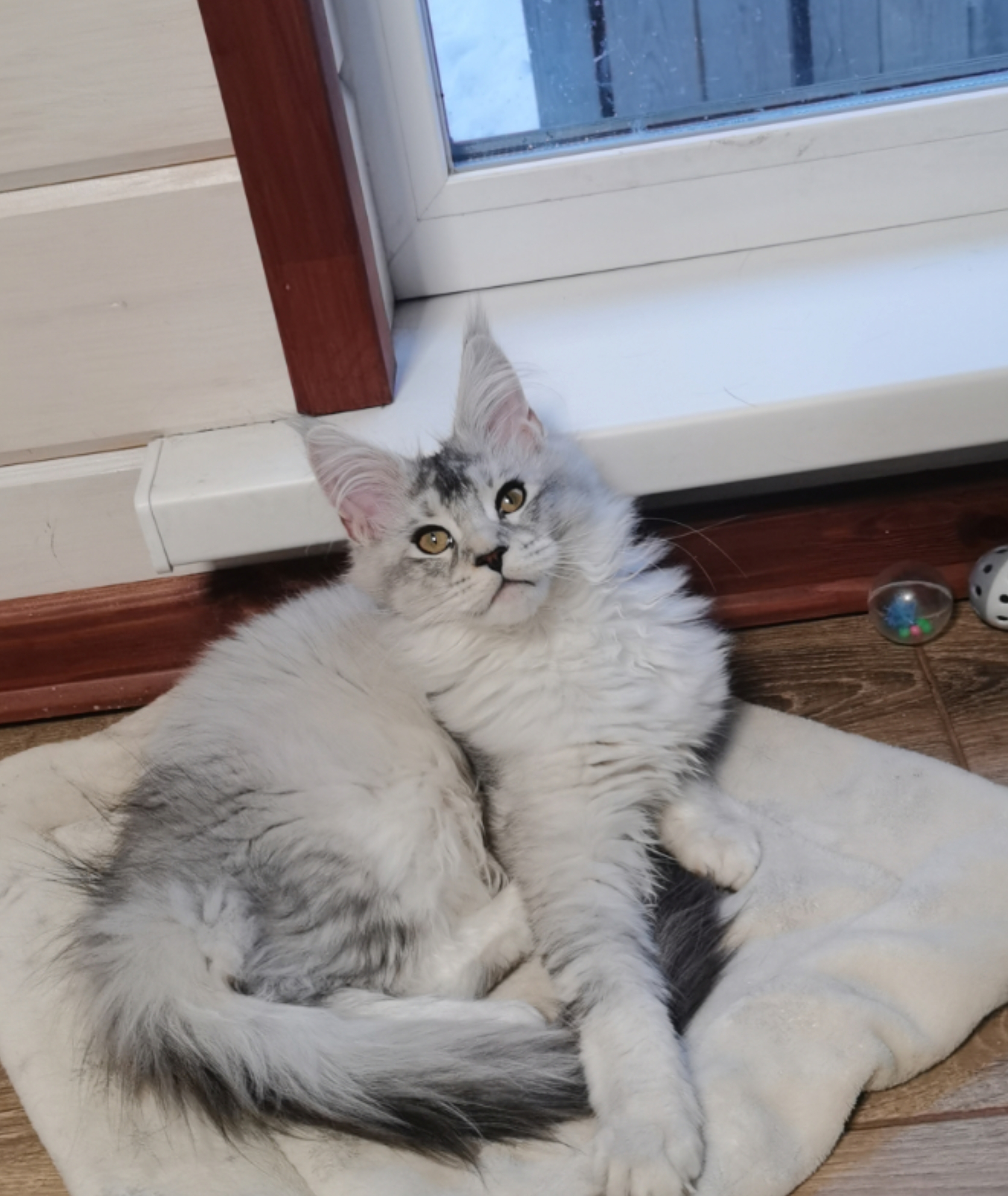 JCH. IkiGaiVictoria Amadeya