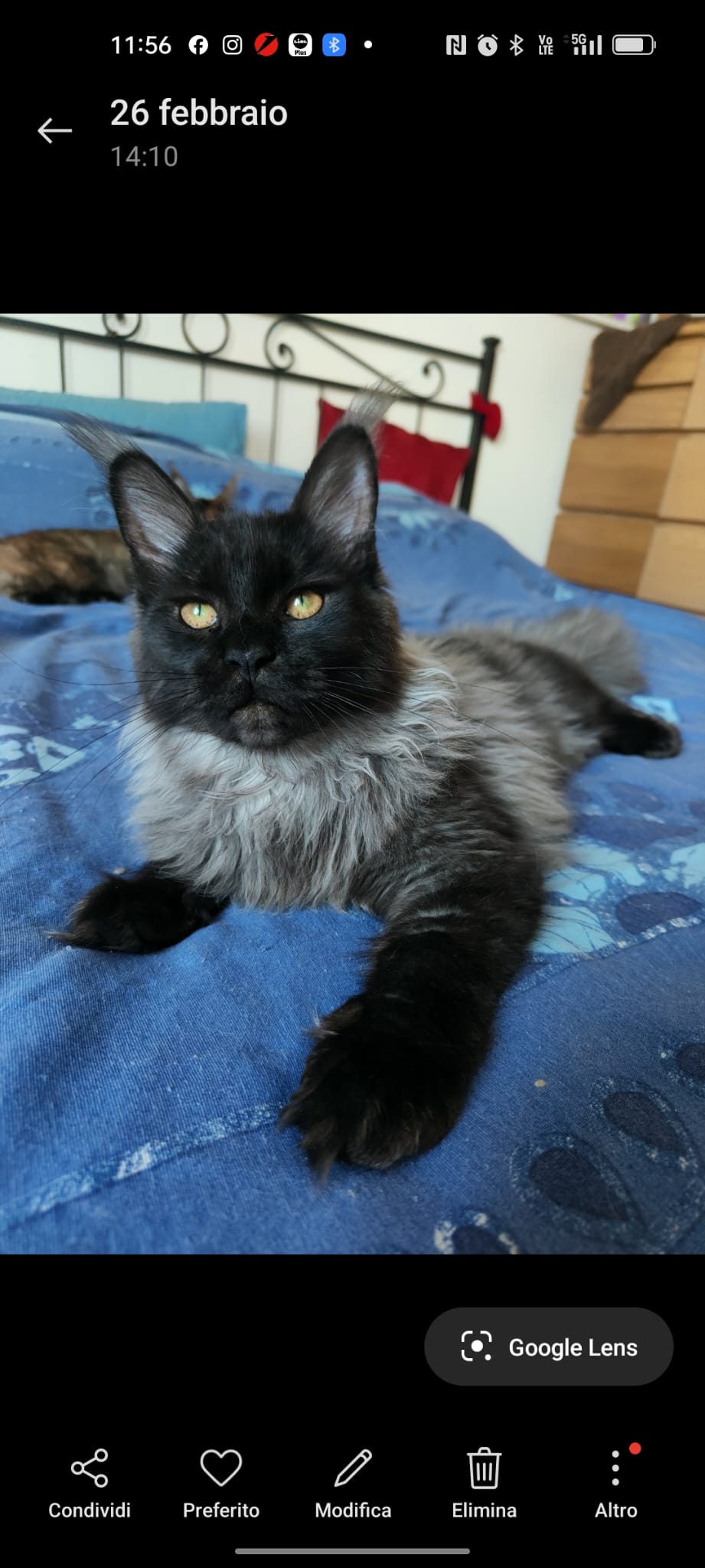 Lynx Of Isengard Kitana