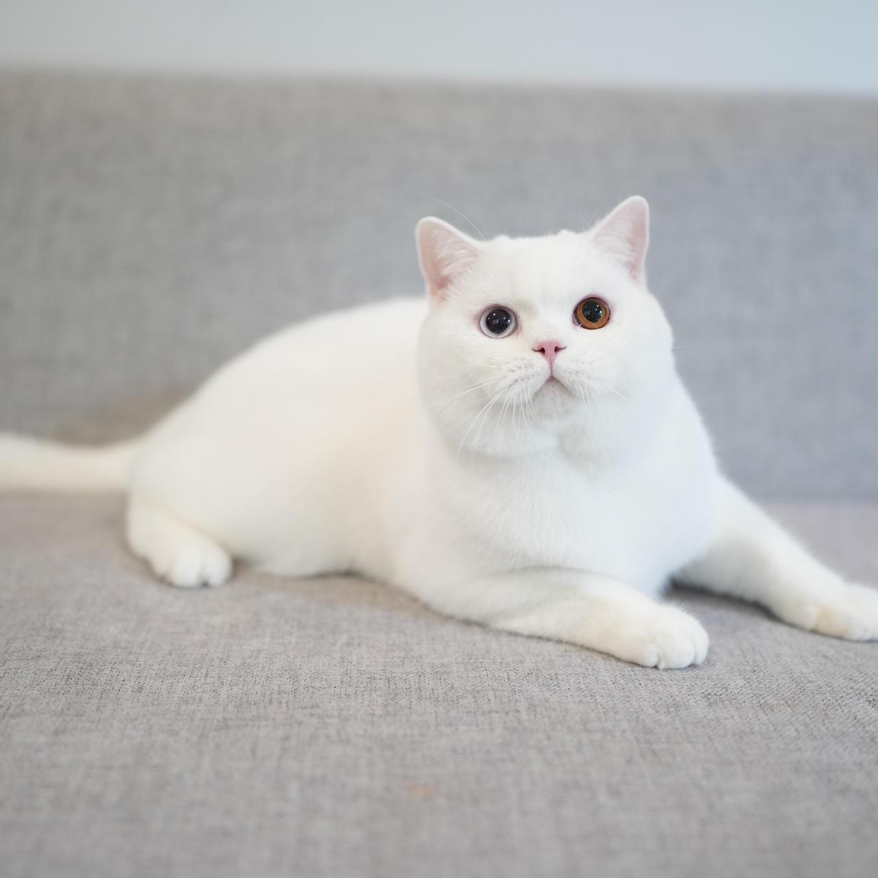 CH. Muk&Mint's Alistair Tempest