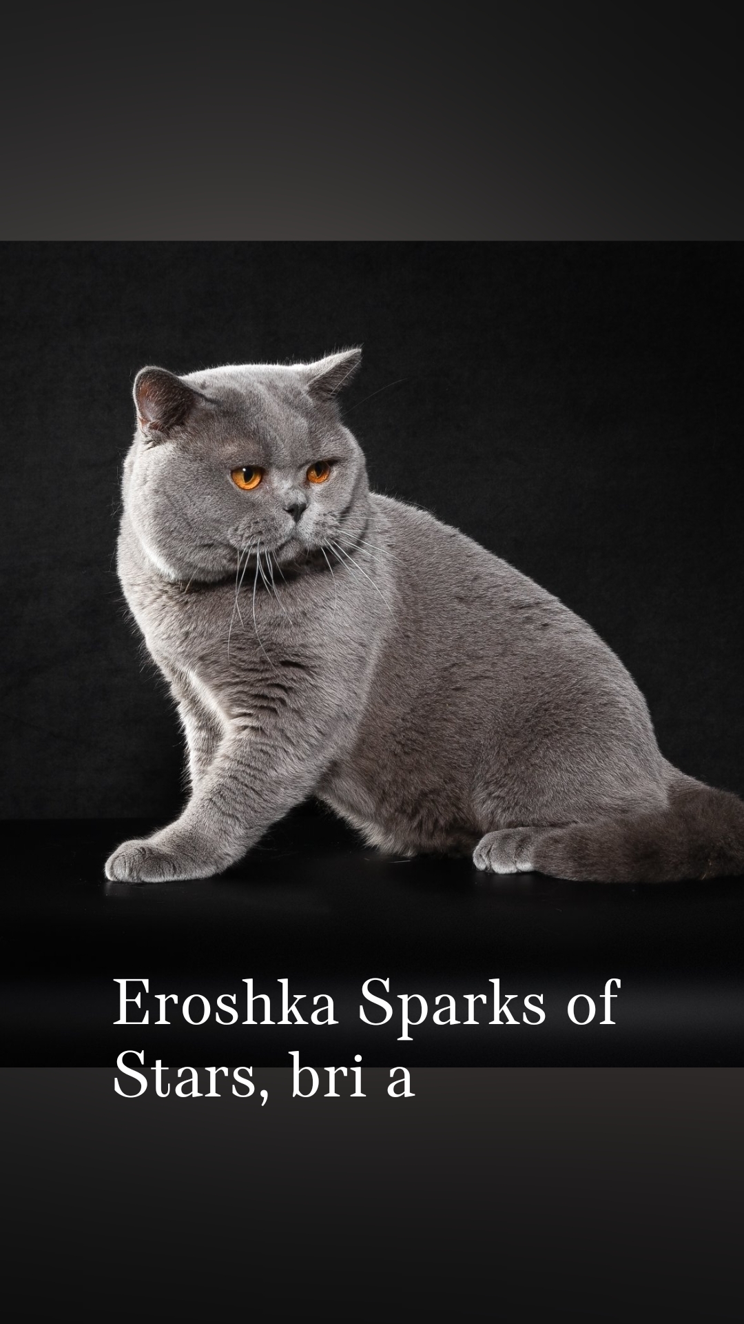 GICH. Eroshka Sparks of Stars
