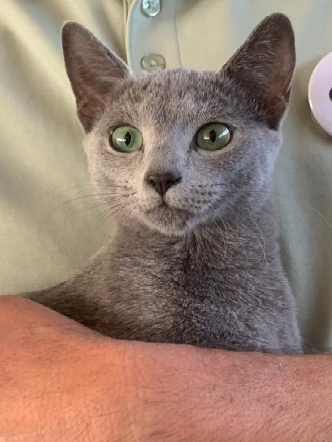 CH. Figa Blue Matreshka*PL