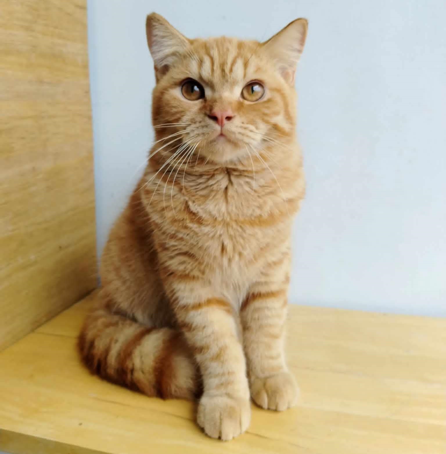 CH. Garfield of Beati Blue Crisp