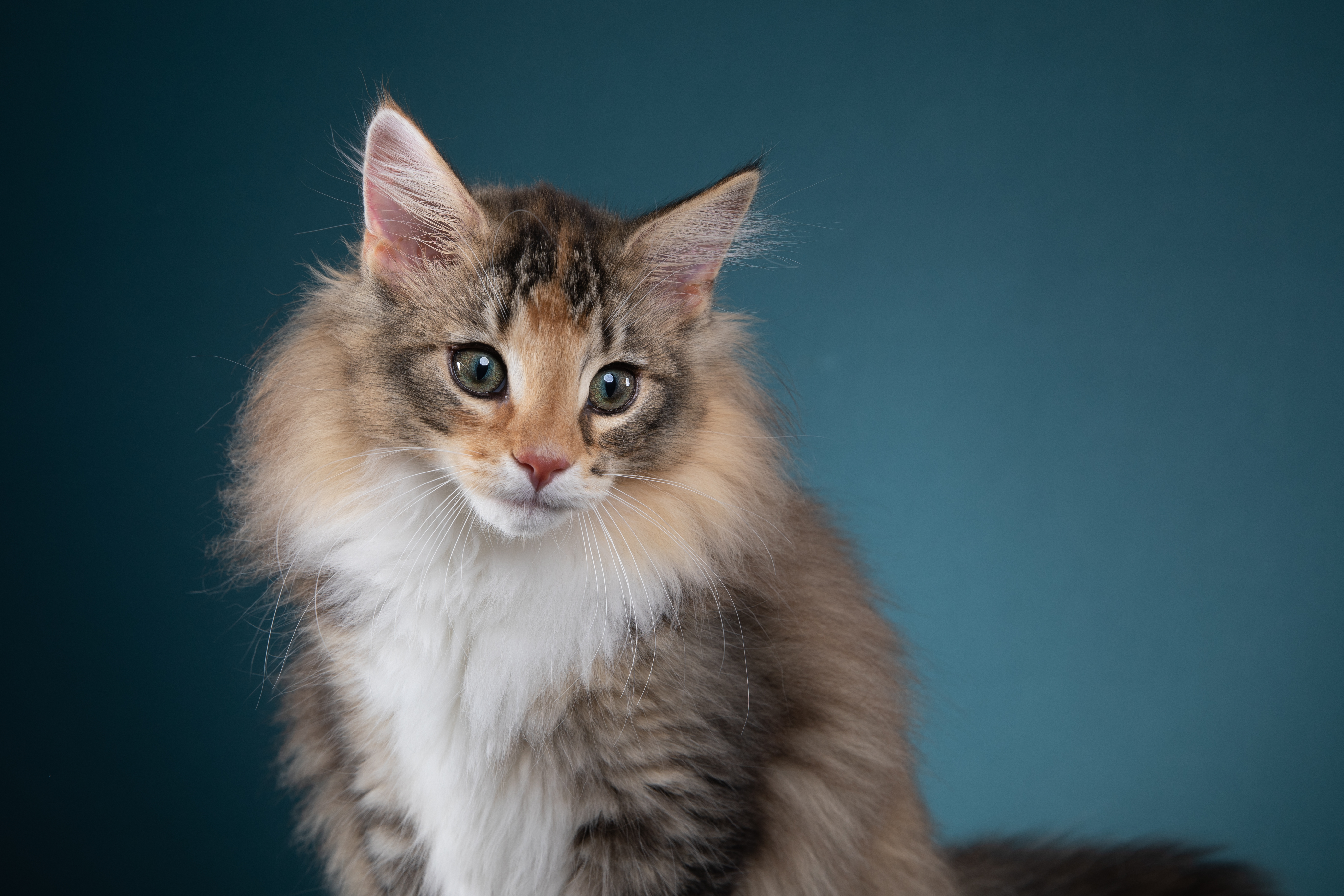 ICH. La Nessa von den Haintrollen