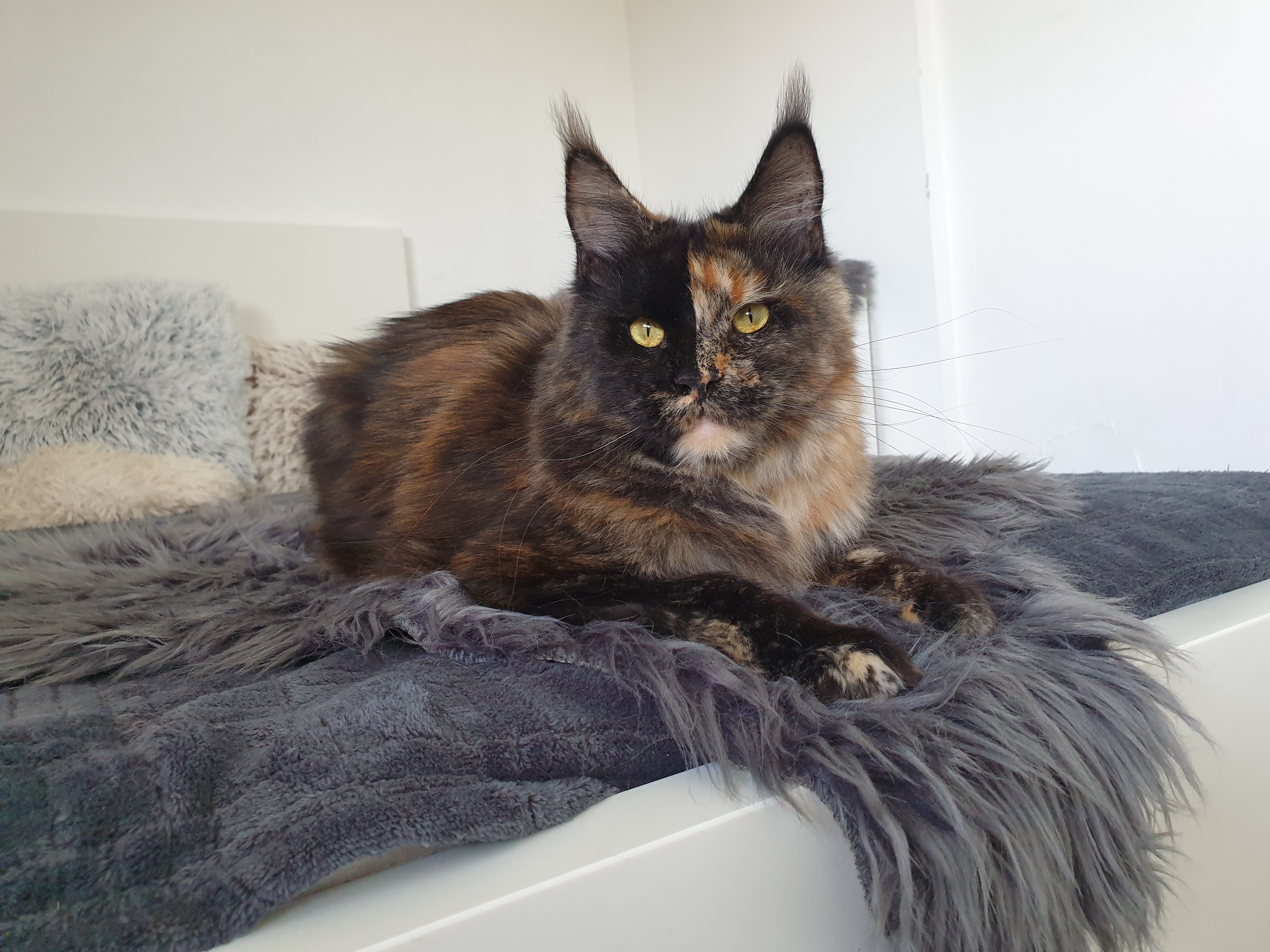 WCH. HR*Felis Admiranda Perhaps Love