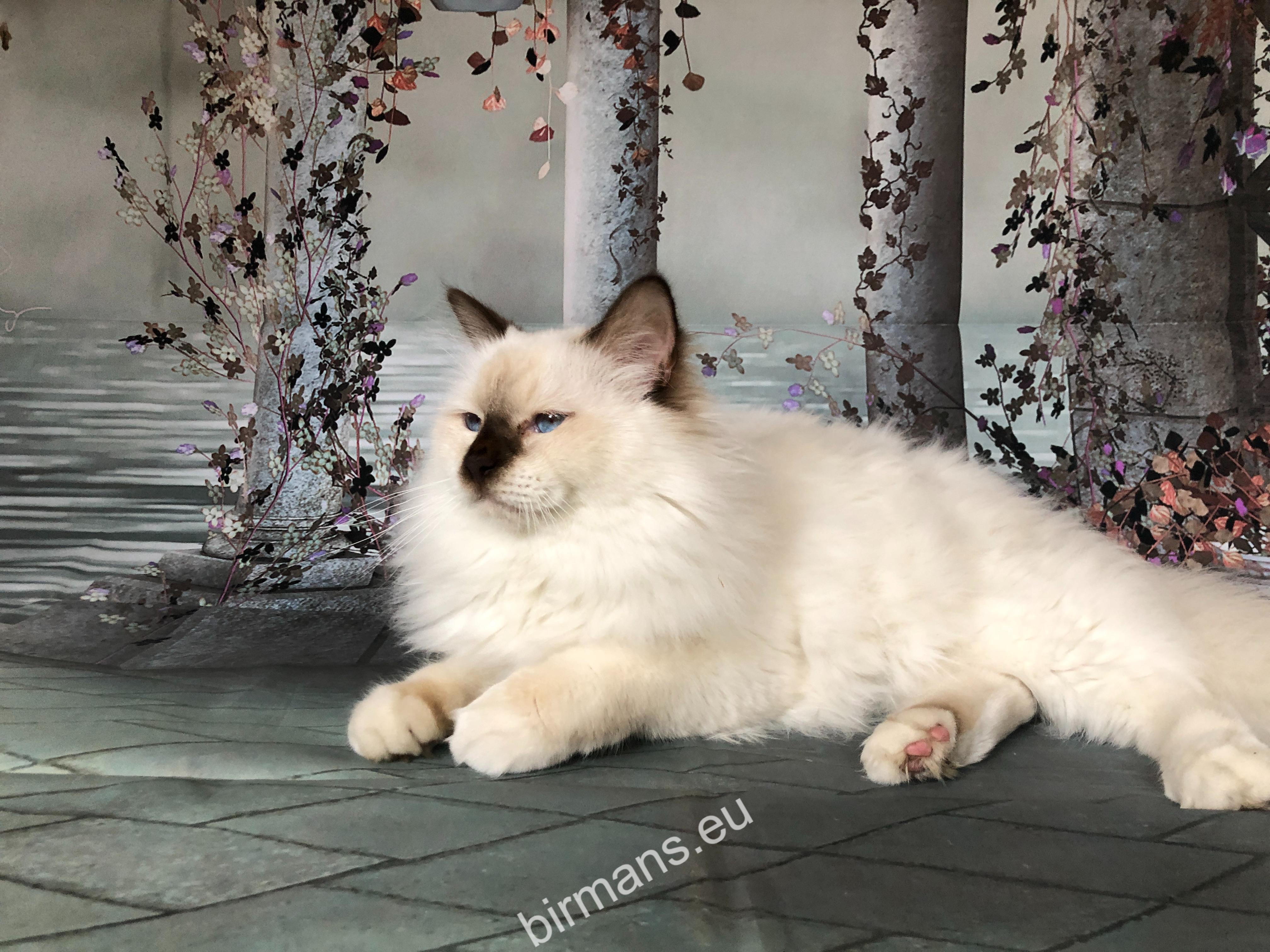 ECH. Beethoven Johnnatarie