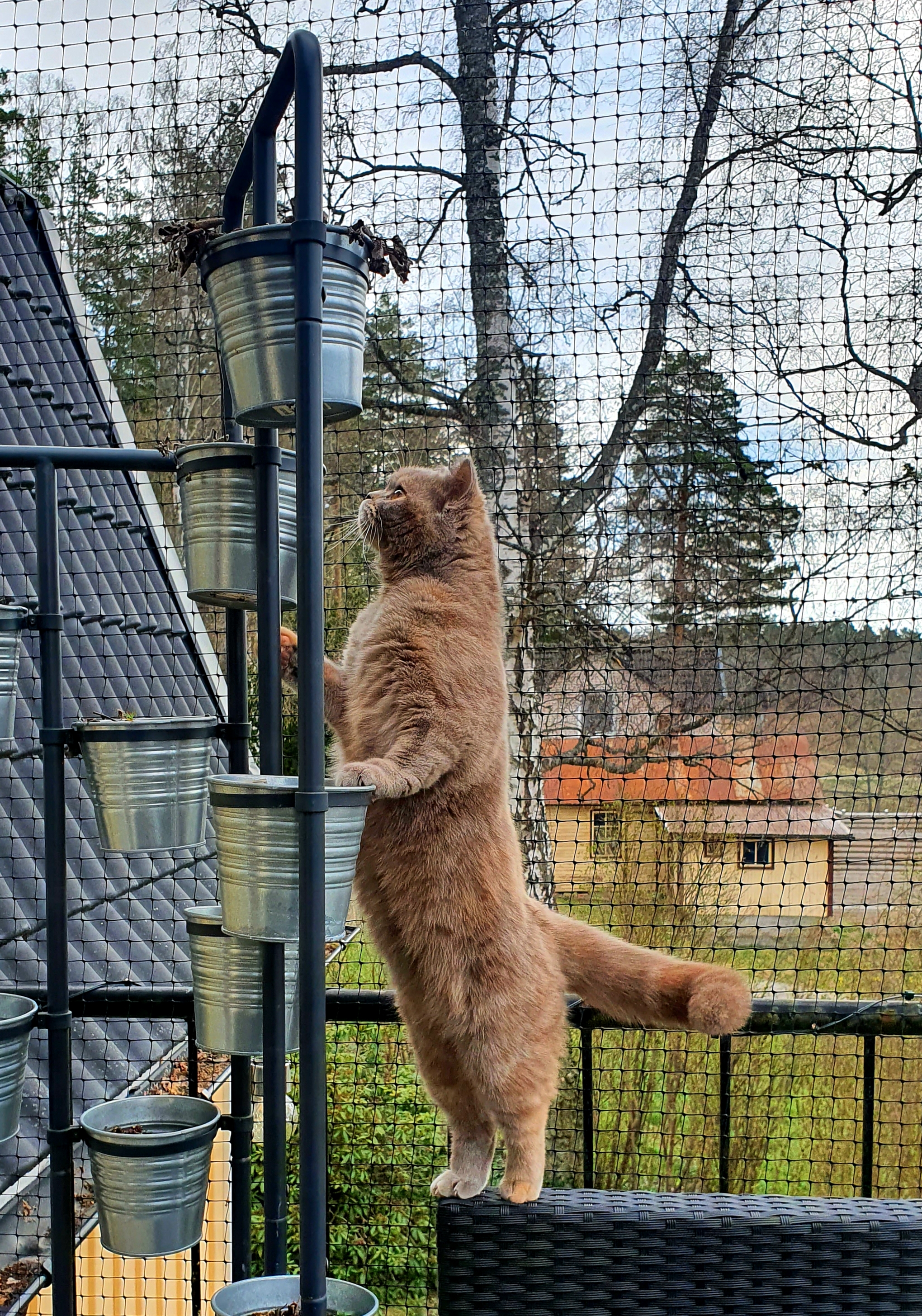 CH. Yrvädret's Yours Always