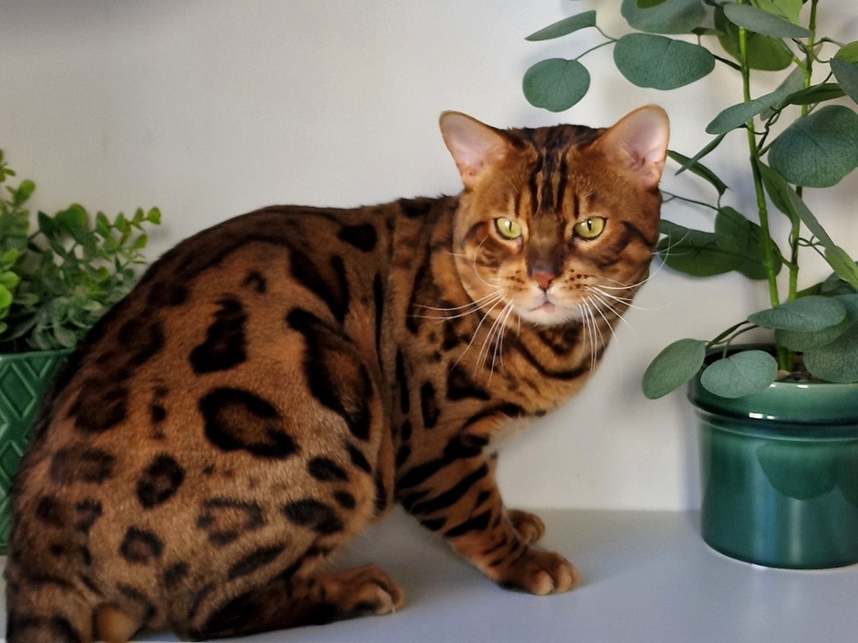 KungsgardenCats Makai Shark