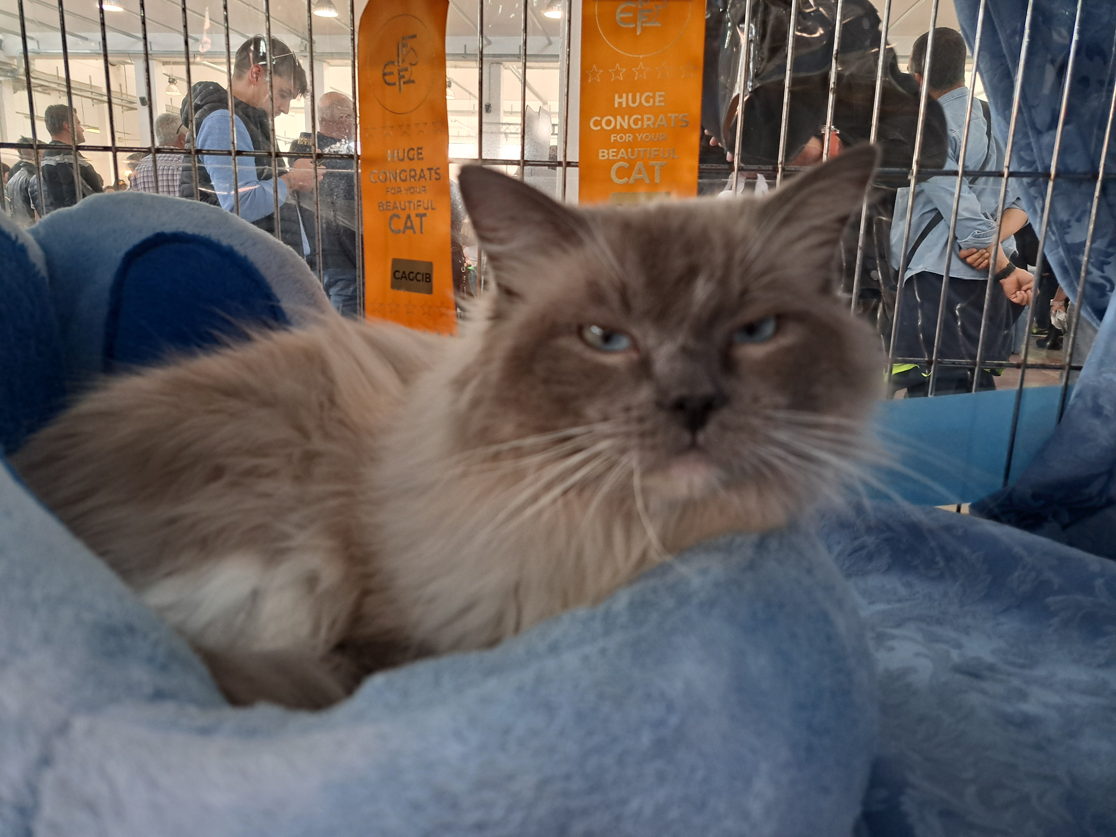 CH. Purr4dreams Fedro