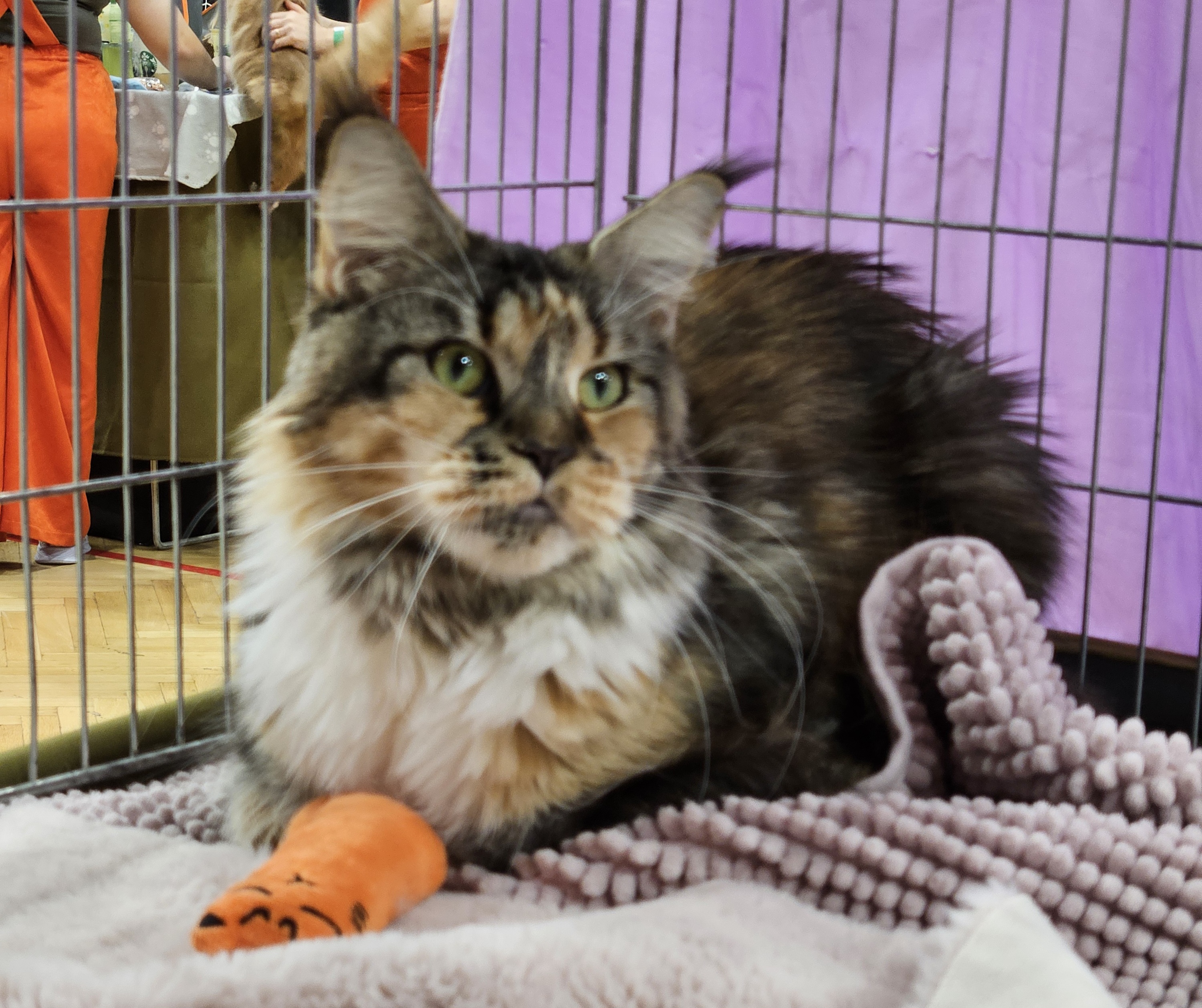 ECH. Whitney from Kirbeautycoon