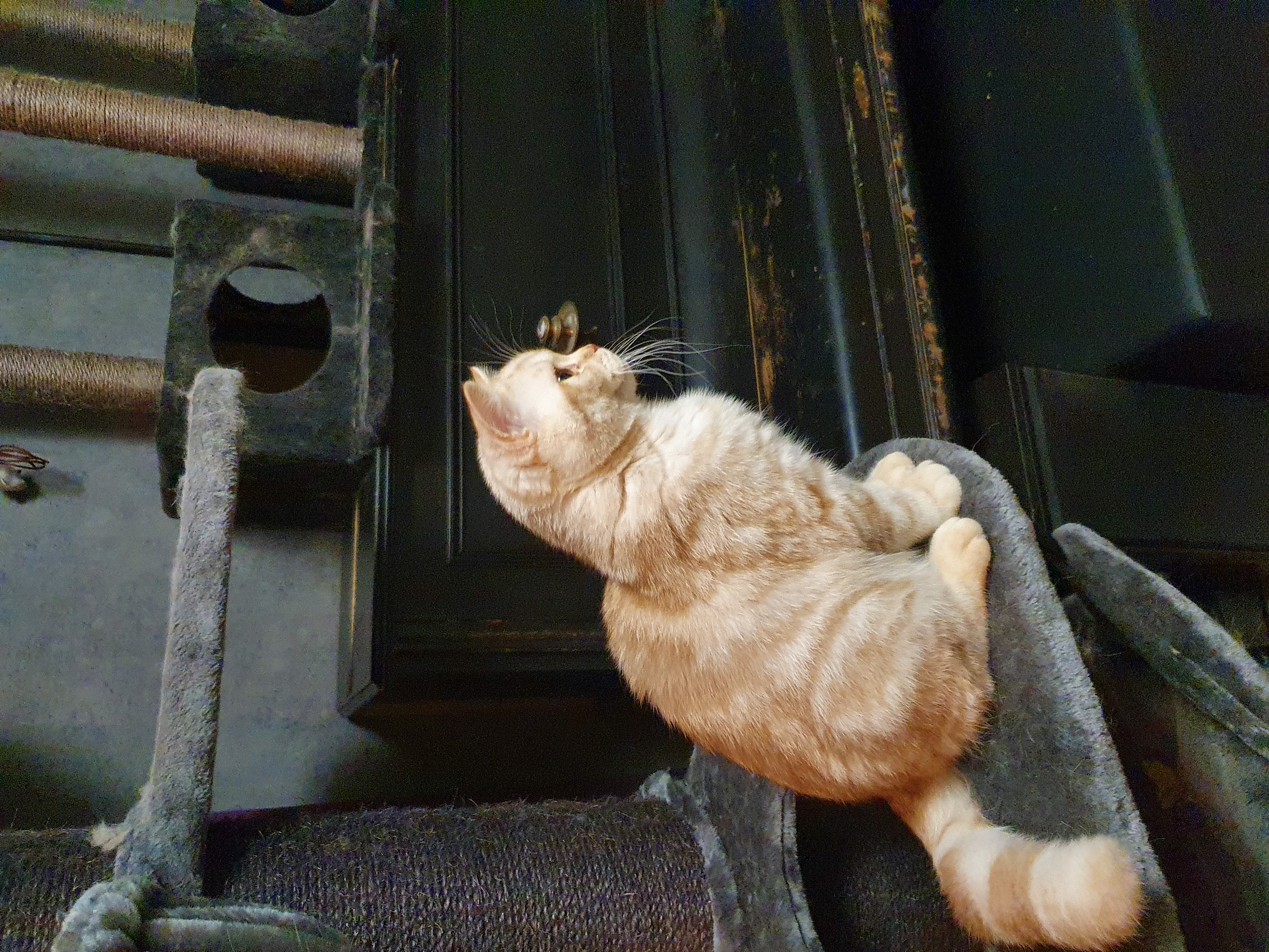 CH. Yrvädret's Yes I Will