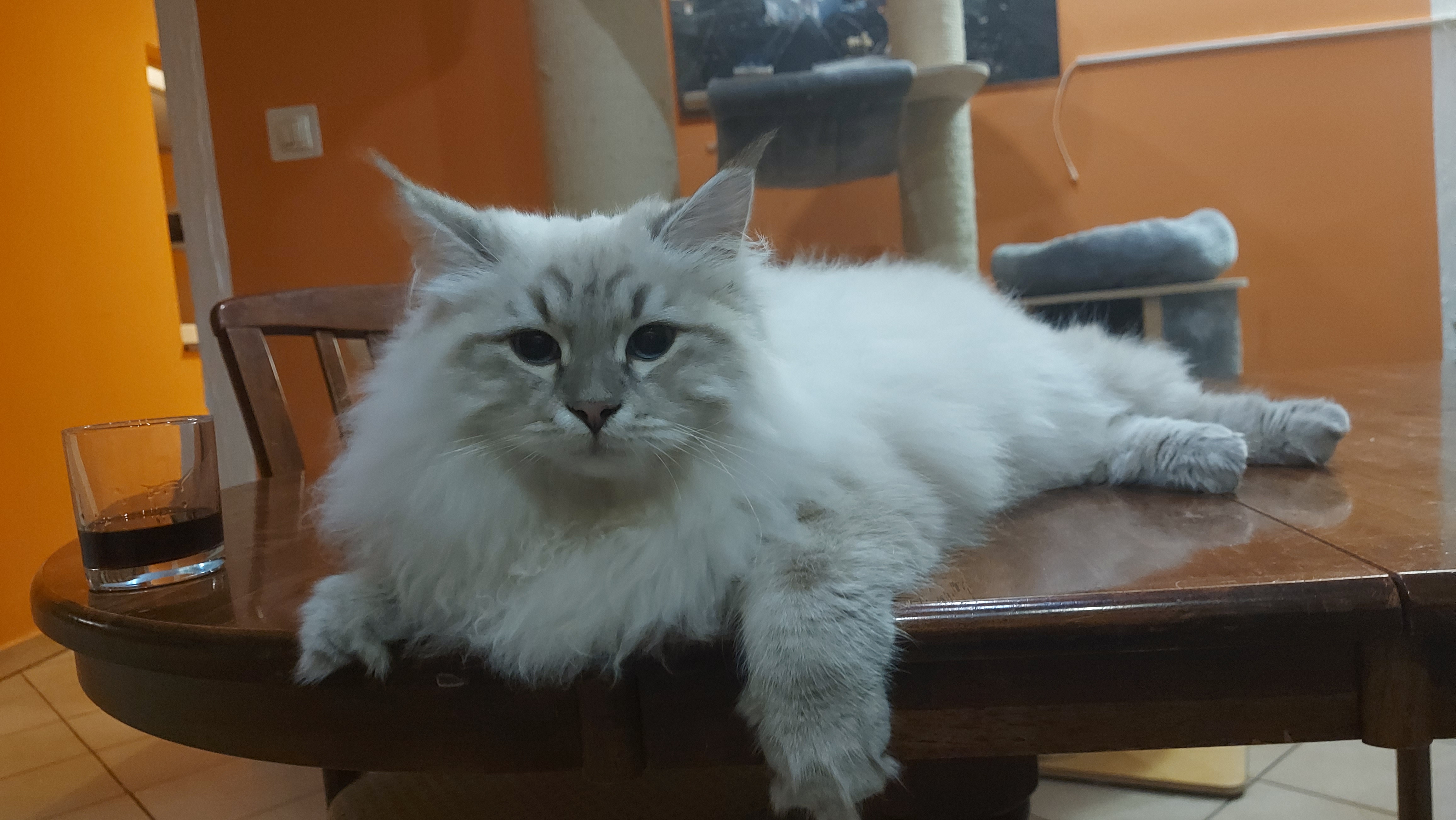 KCH. Batony's Bond