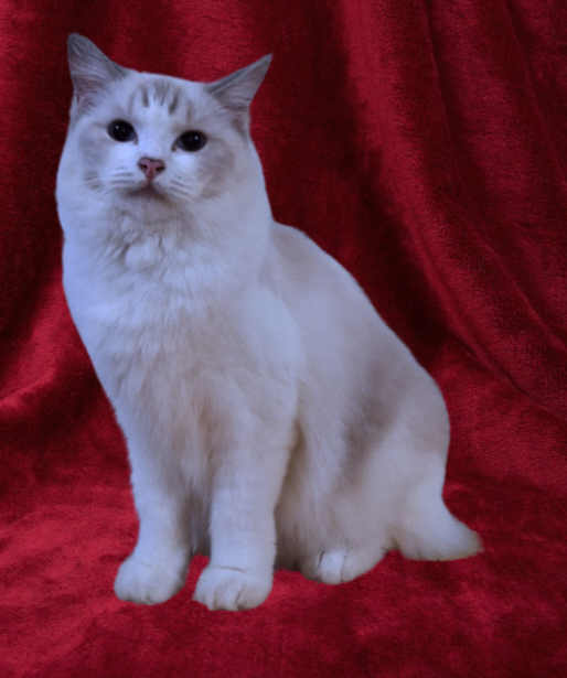 JCH. Ariel Randoe of Nobis Duo