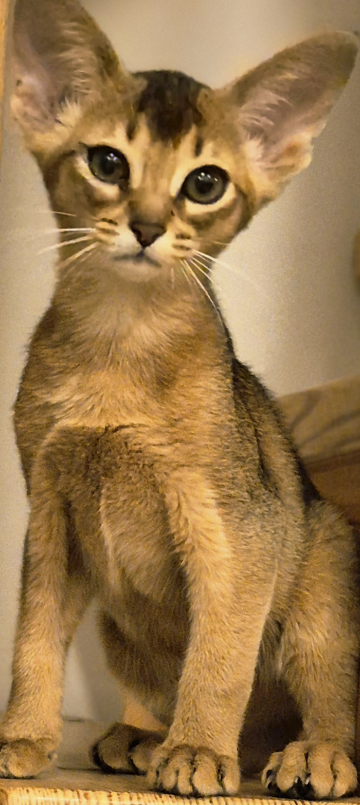 Džiuljeta Ada's ambers*LT