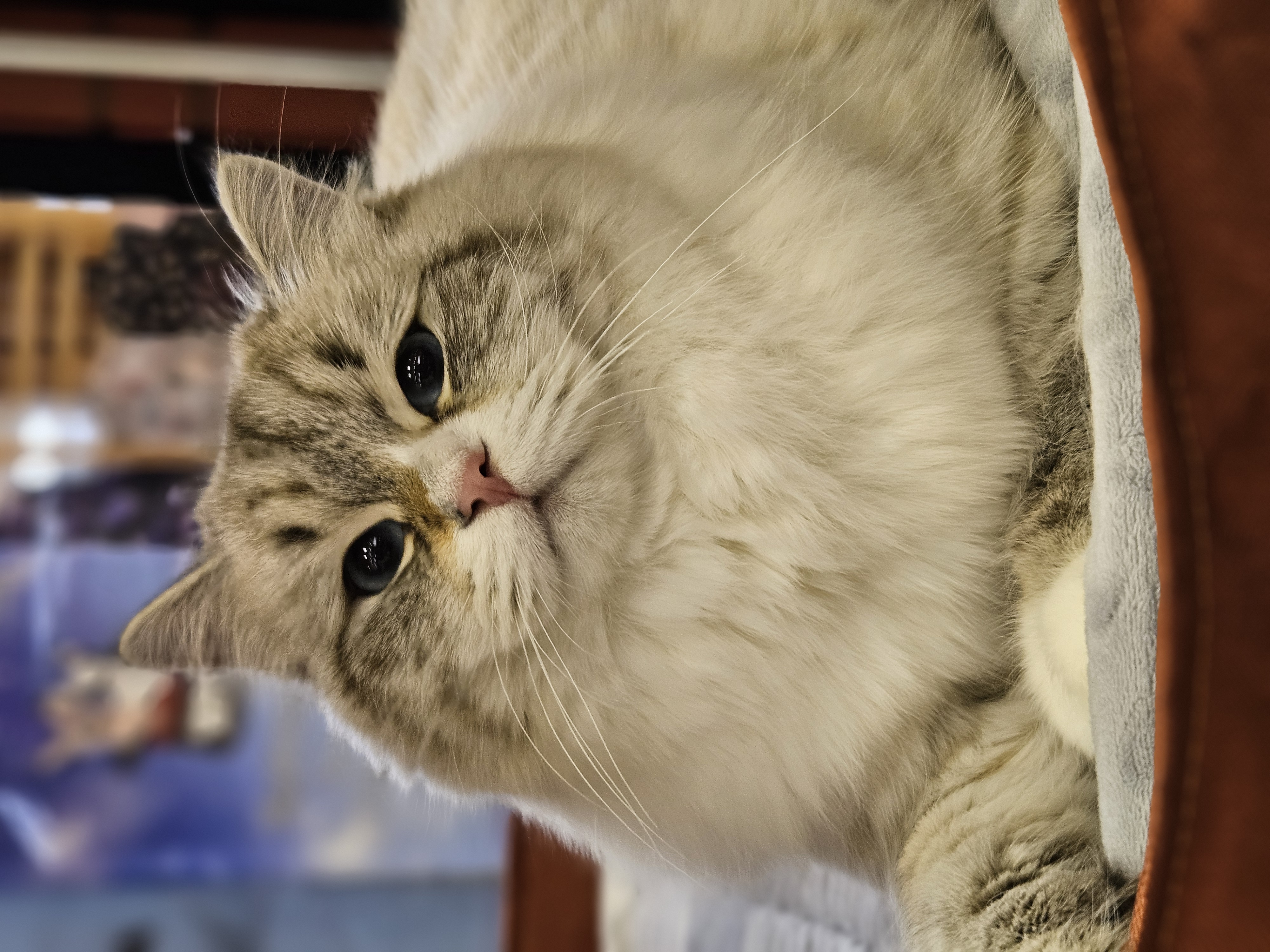 CH. Zaria Unique Blue