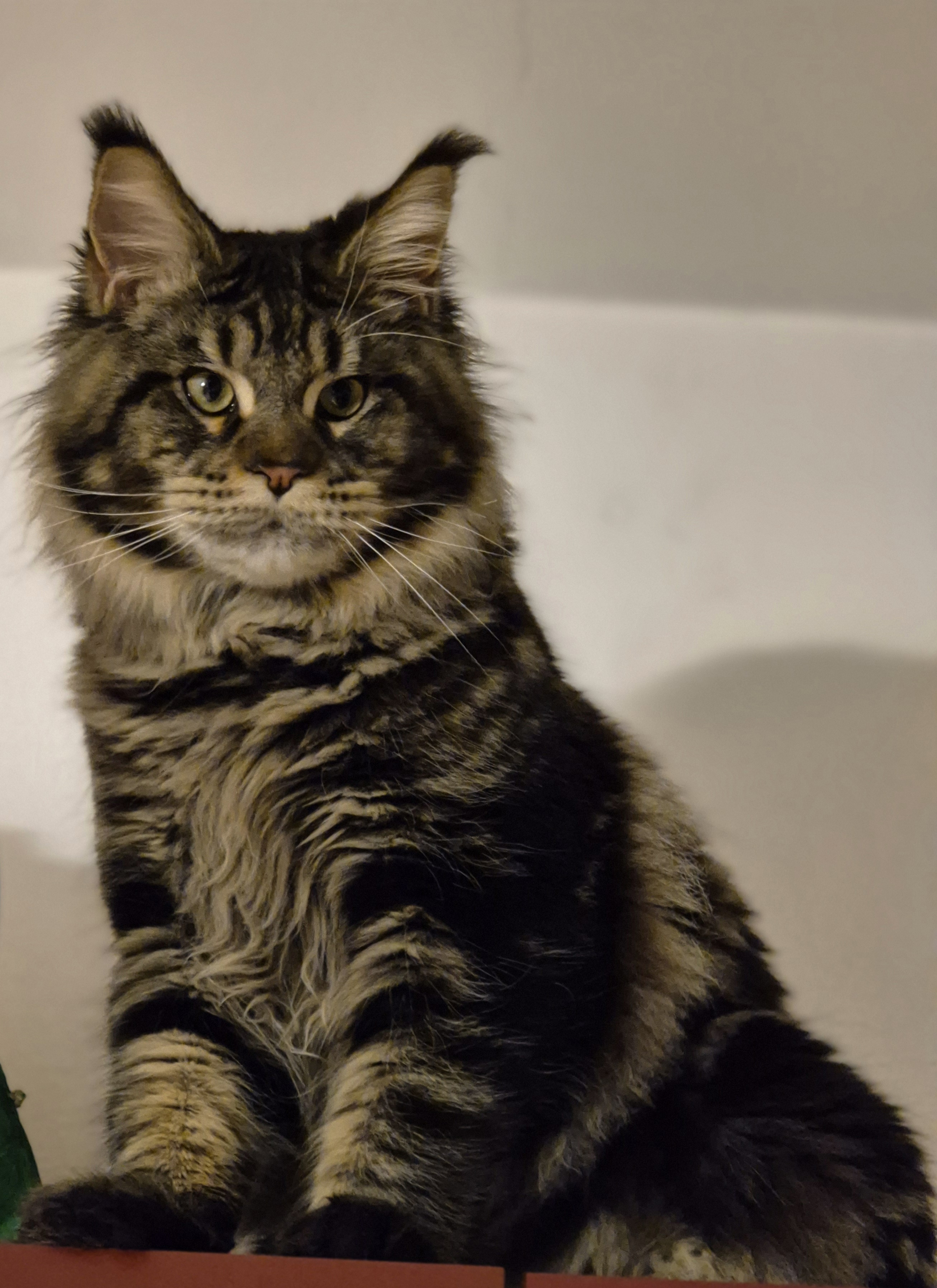 ICH. RUSH COURAGE KOSMO