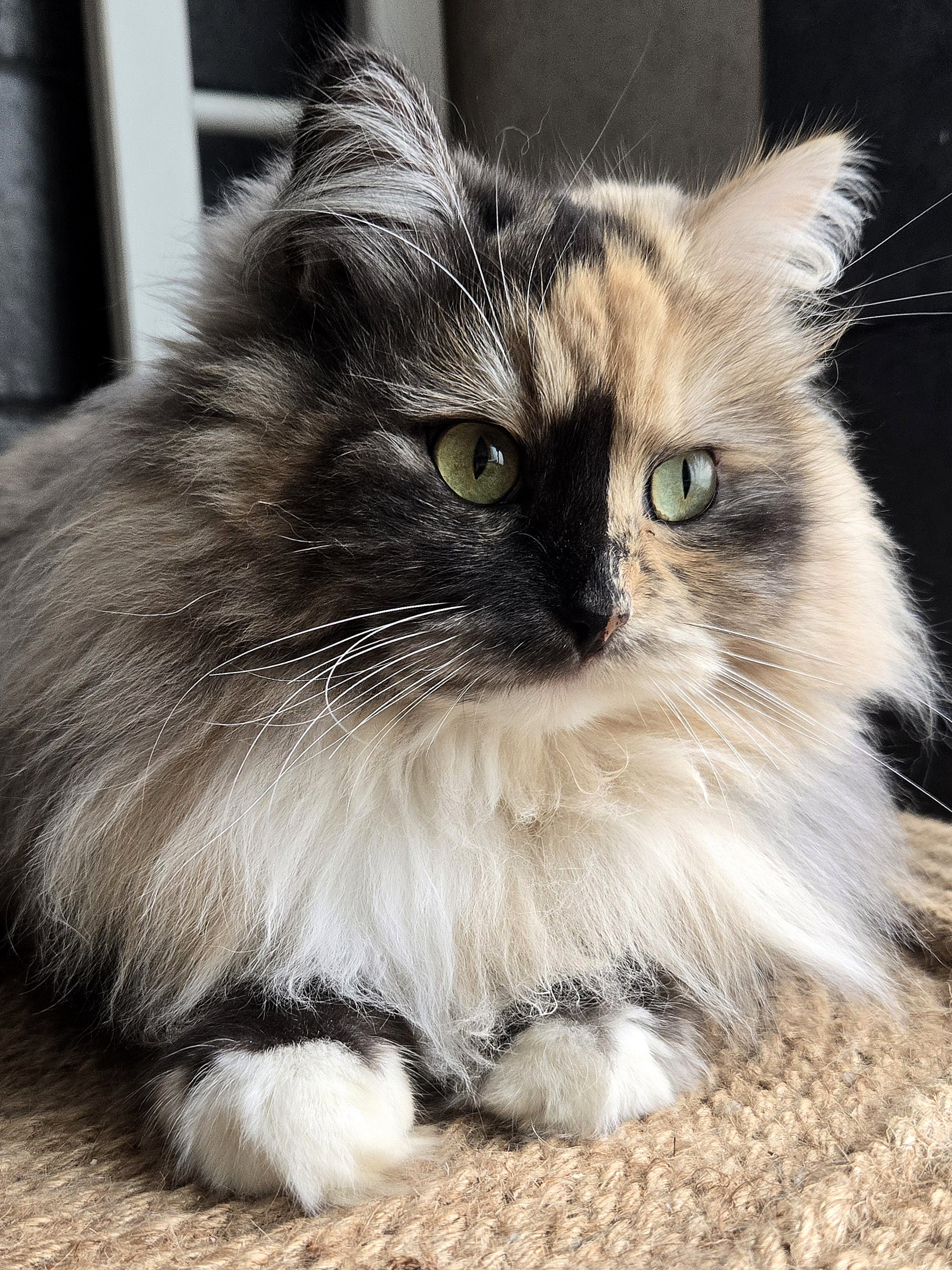 Dorin Bellatrix Coccole & Fusa