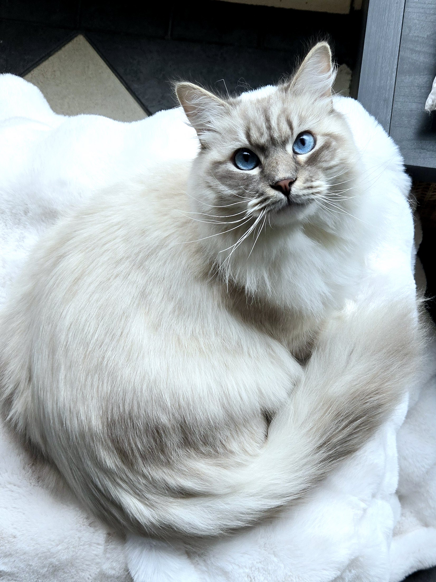 CH. Bogdan Zarina Snejnaya Krasa