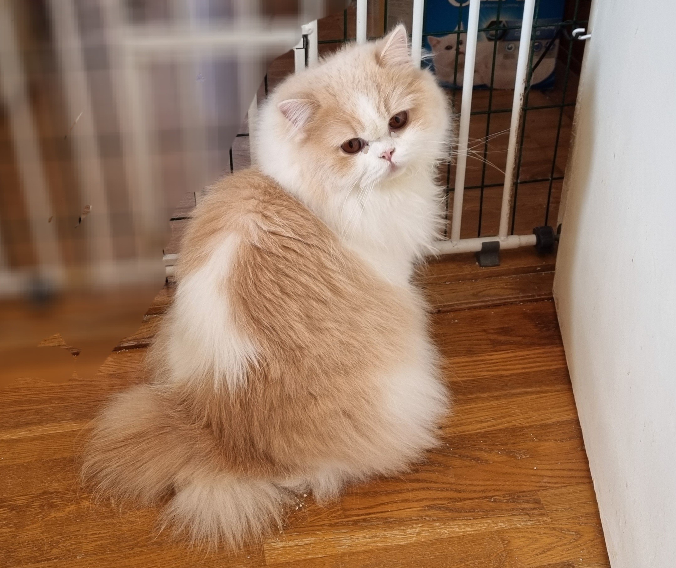 CH. GIC CH KCH SE*Mina Mirakel´s Mrs Butterfinger