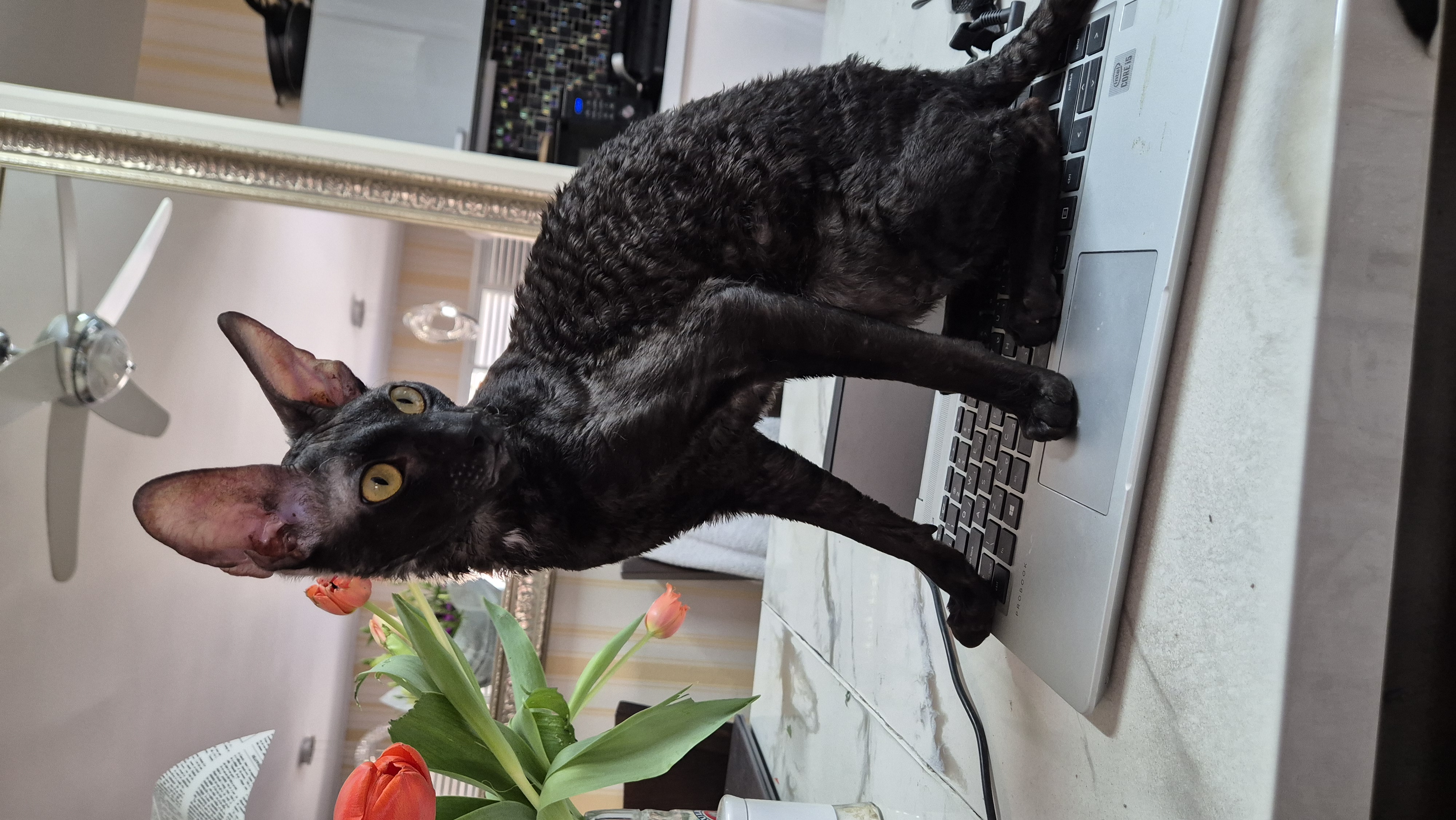 Pl*Cornish Point Valentino MY