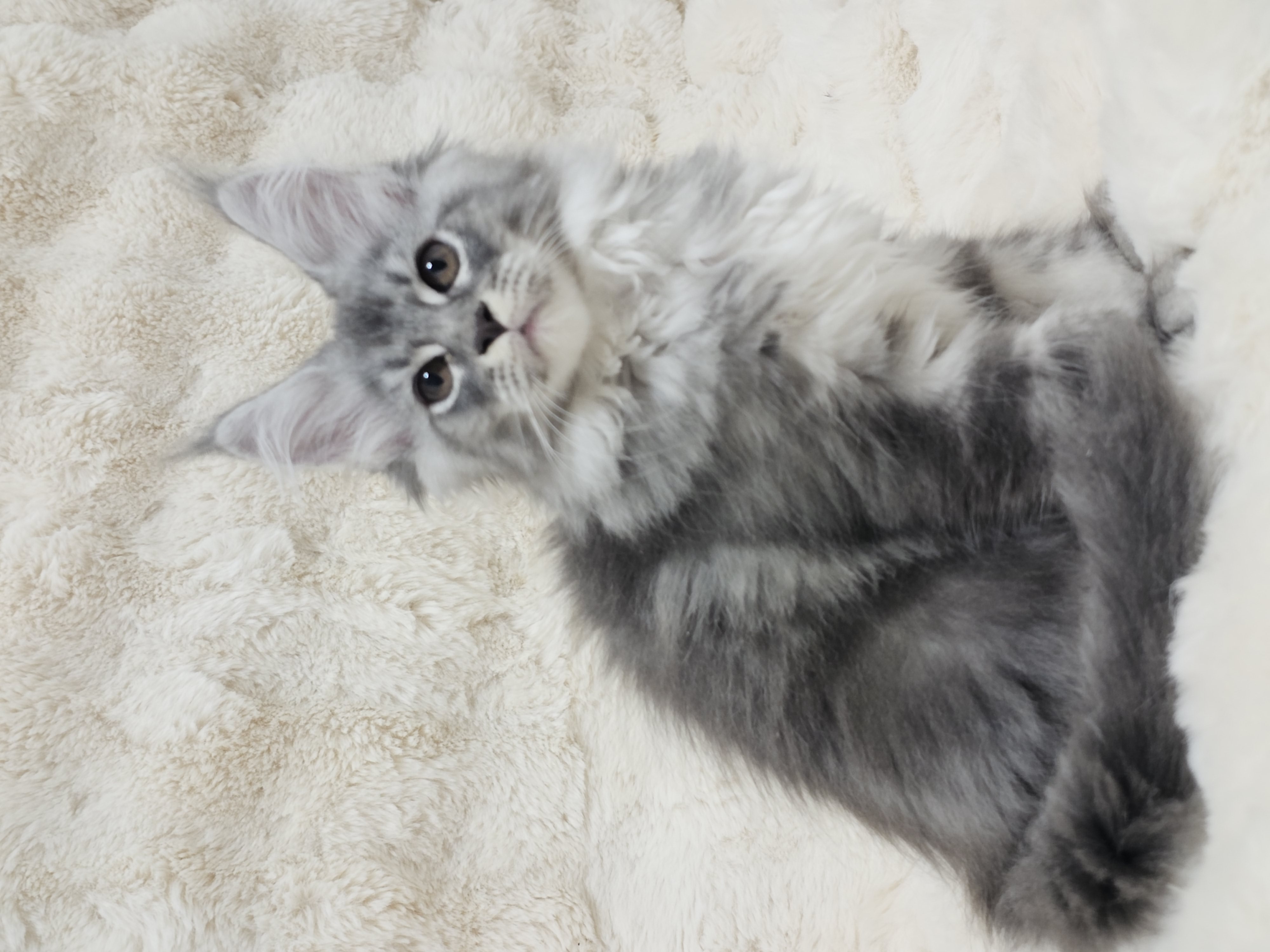 Yaviracoon Queen Blue