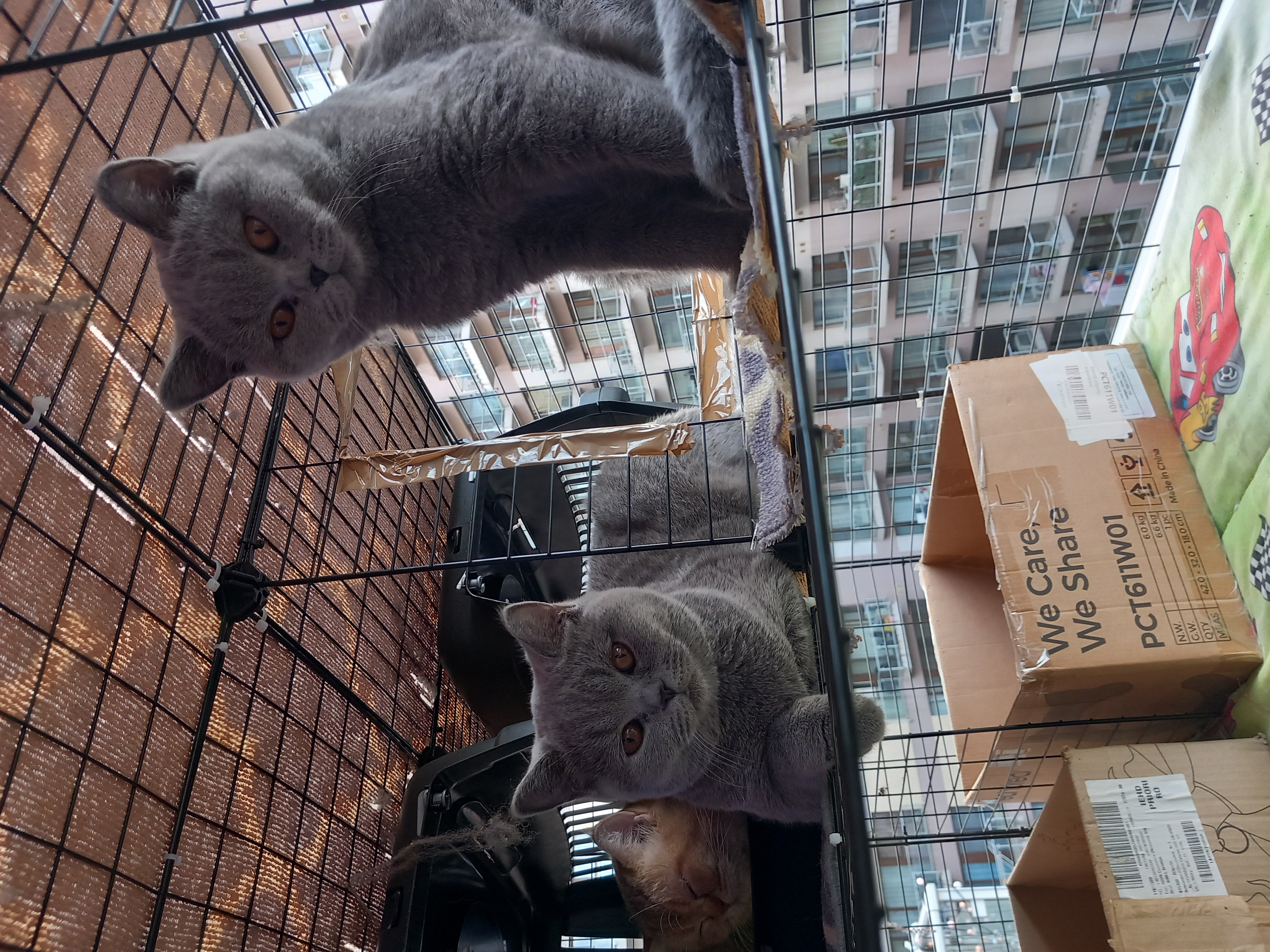 Kaya casuta cu blanosi