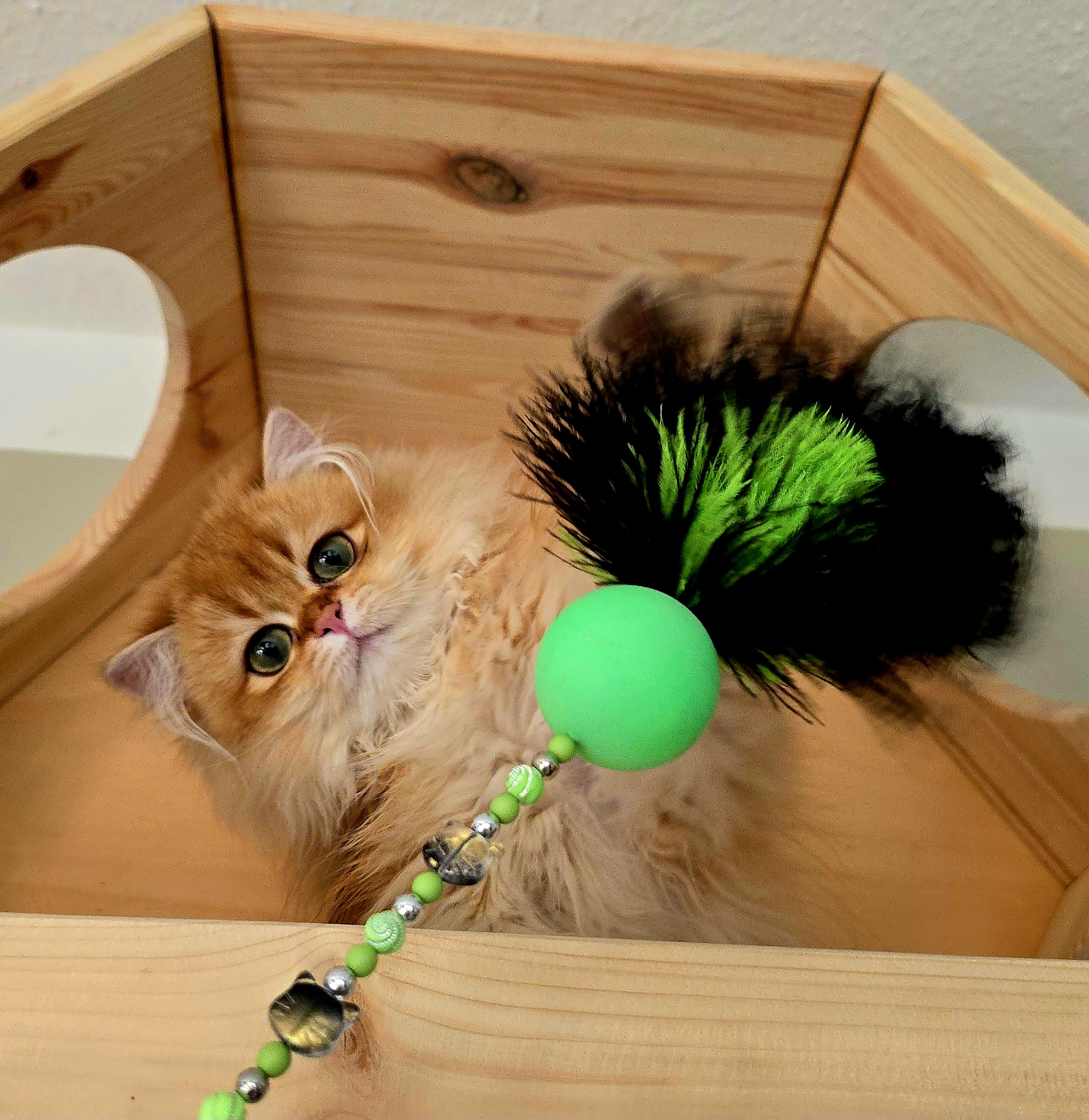 Noble Teddy House P*Monsieur Muffin