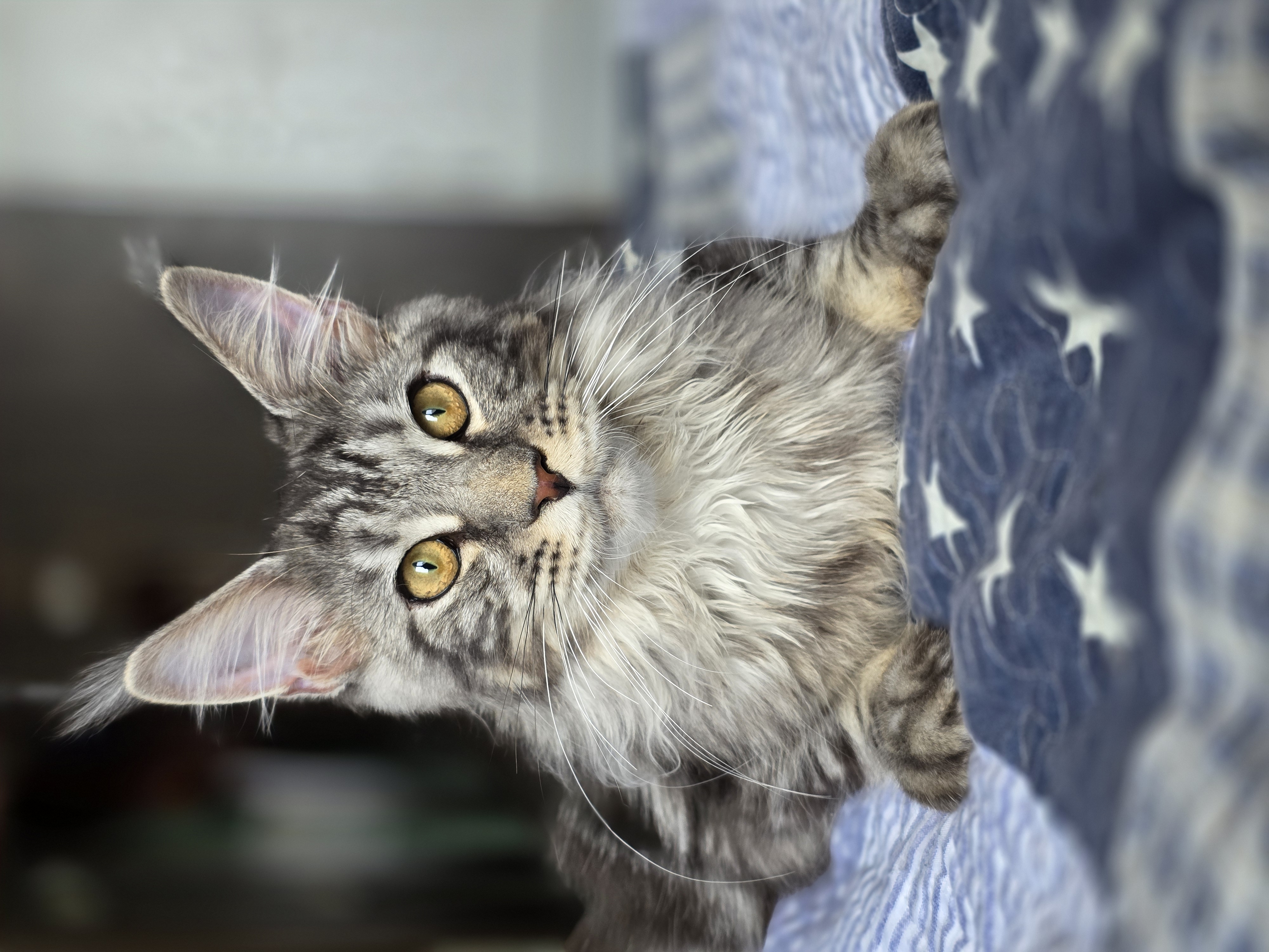 JCH. JONALIMaineCoon Asher