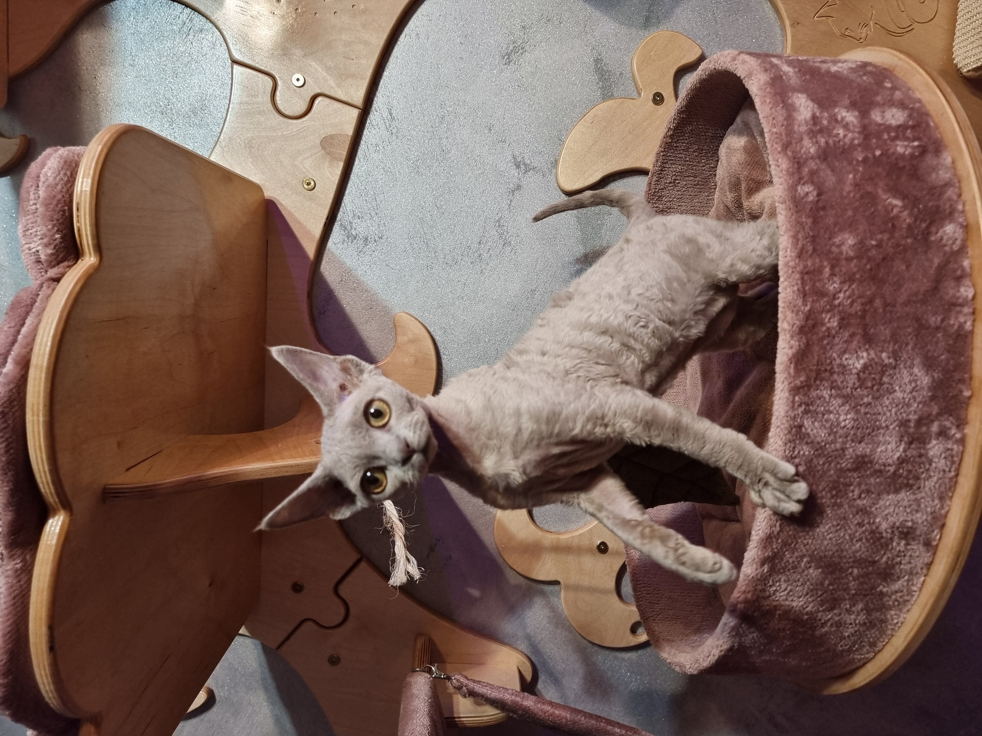 JCH. Cacharel LALIQUE PERLES*PL