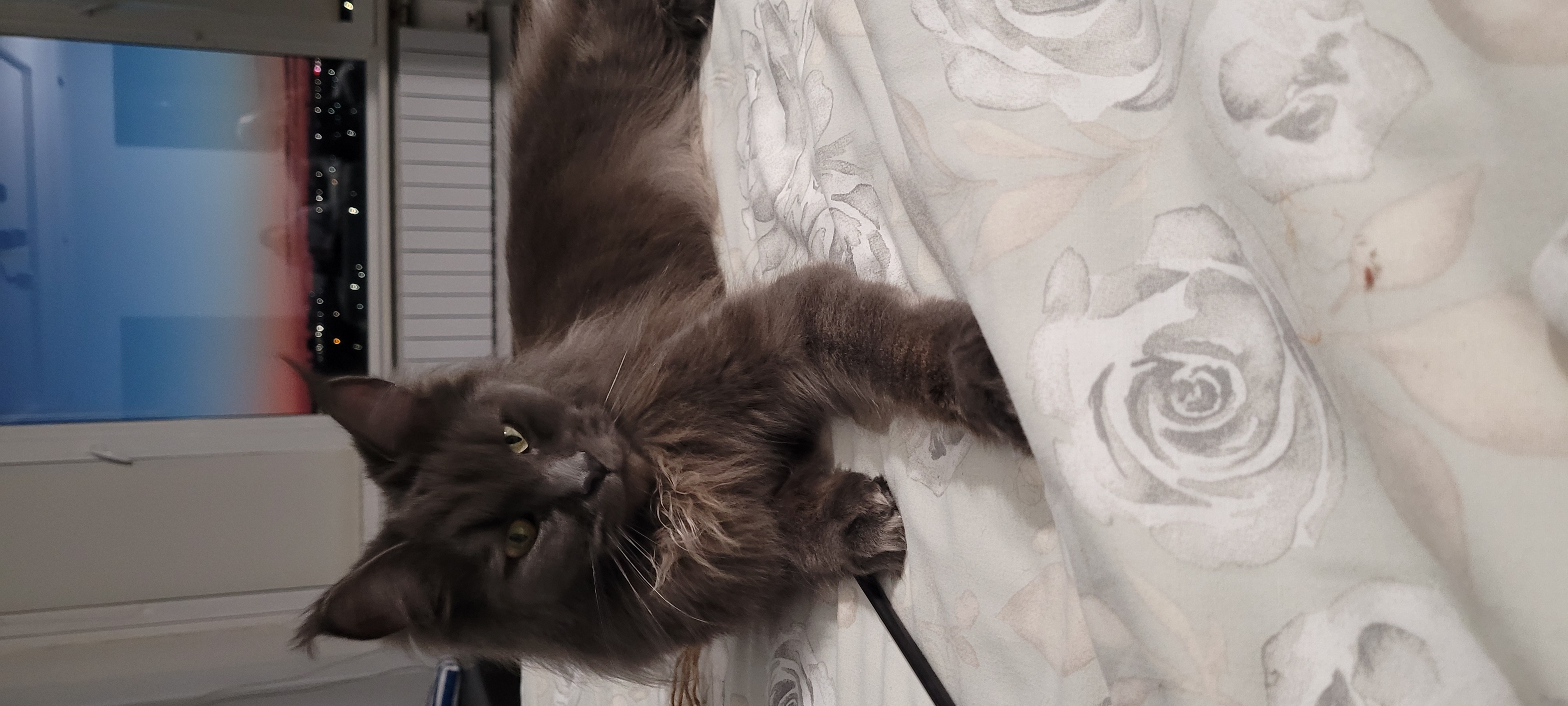 CH. Germiona VolPetr Rodyna