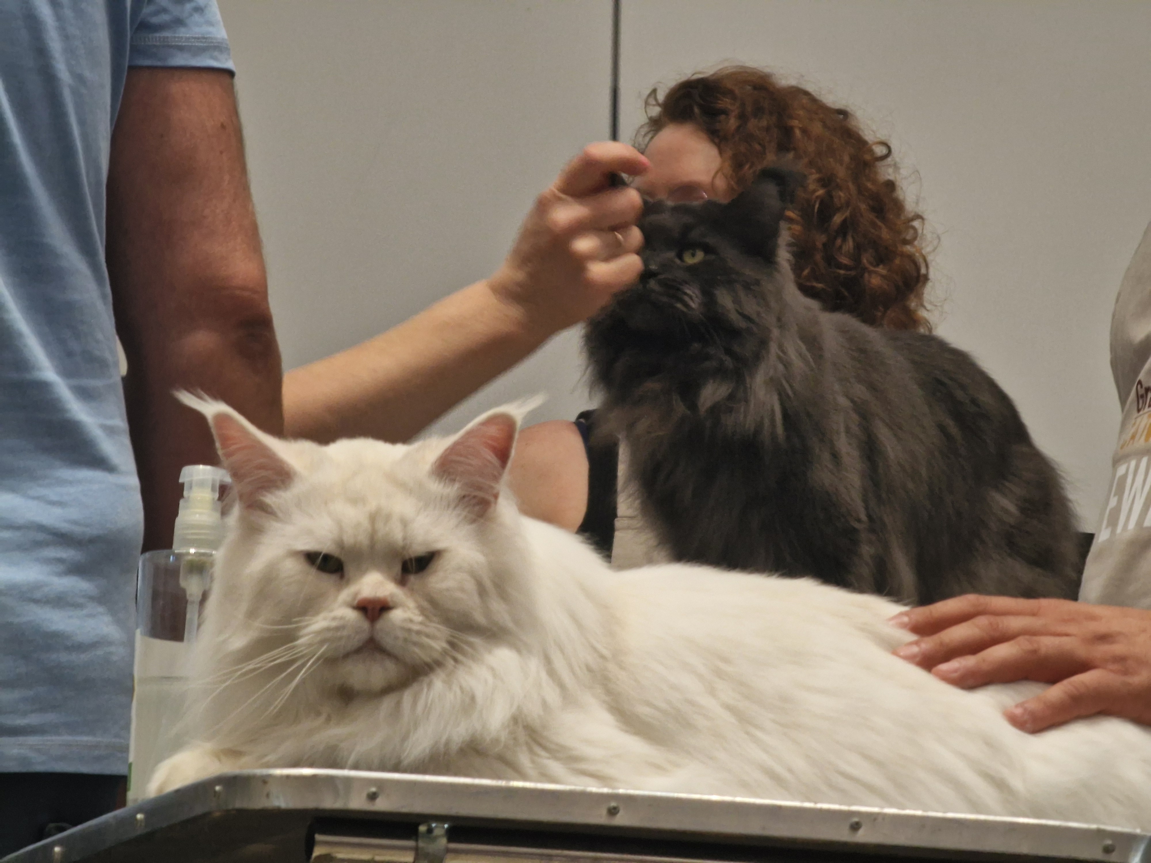 CH. Kingdom Light Hermes