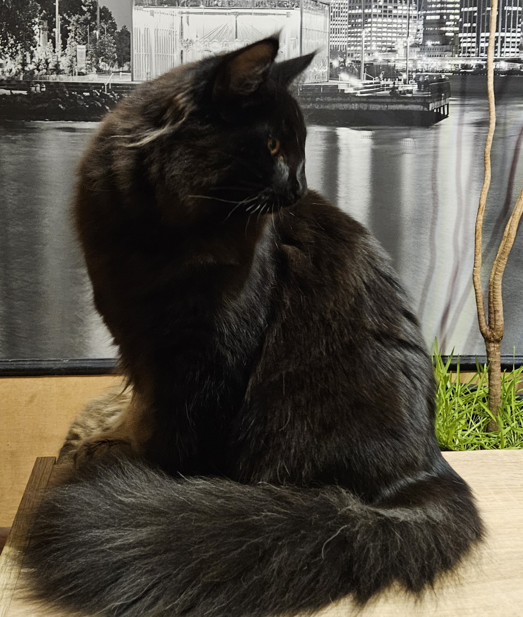 Evangelina Iz Kentervils