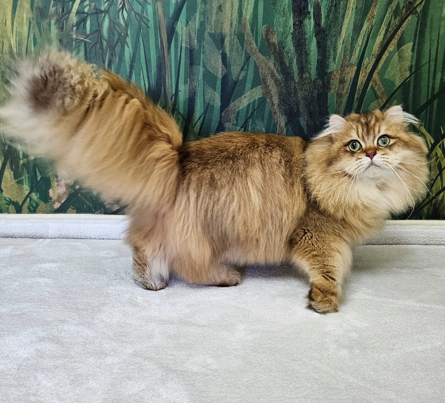 WCH. Vero Luxurious Capone