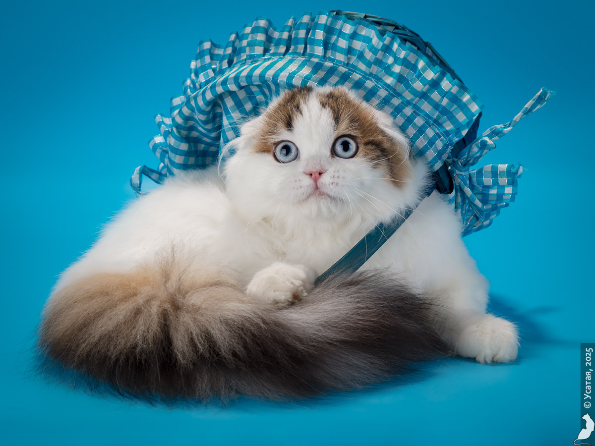 KCH. Apollo Pride Taffy