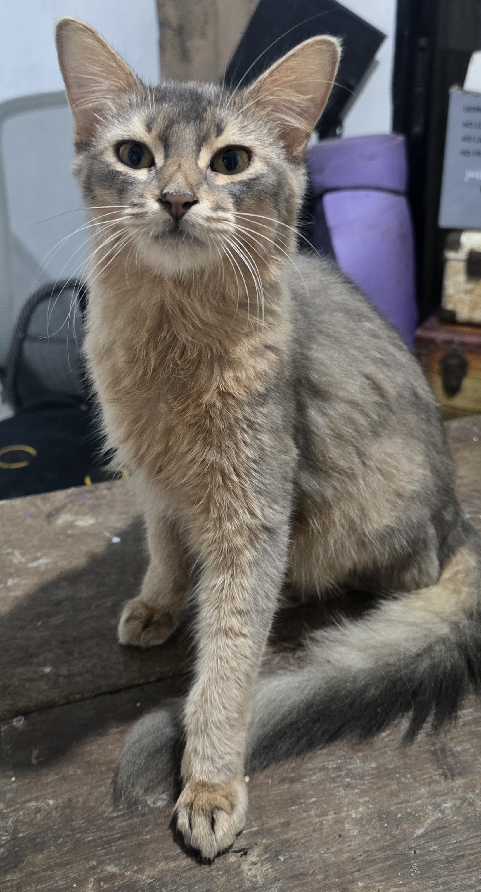 Somalissa Cabanatuan