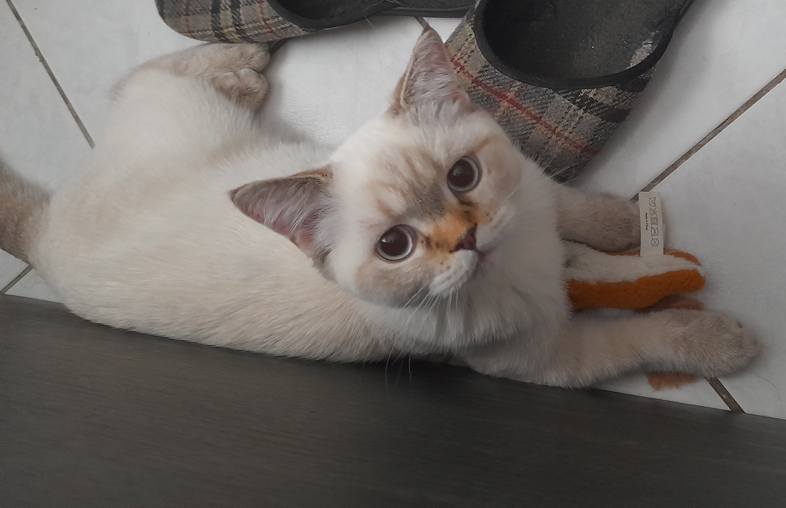 Robyn Elizabeth von Tischlietz