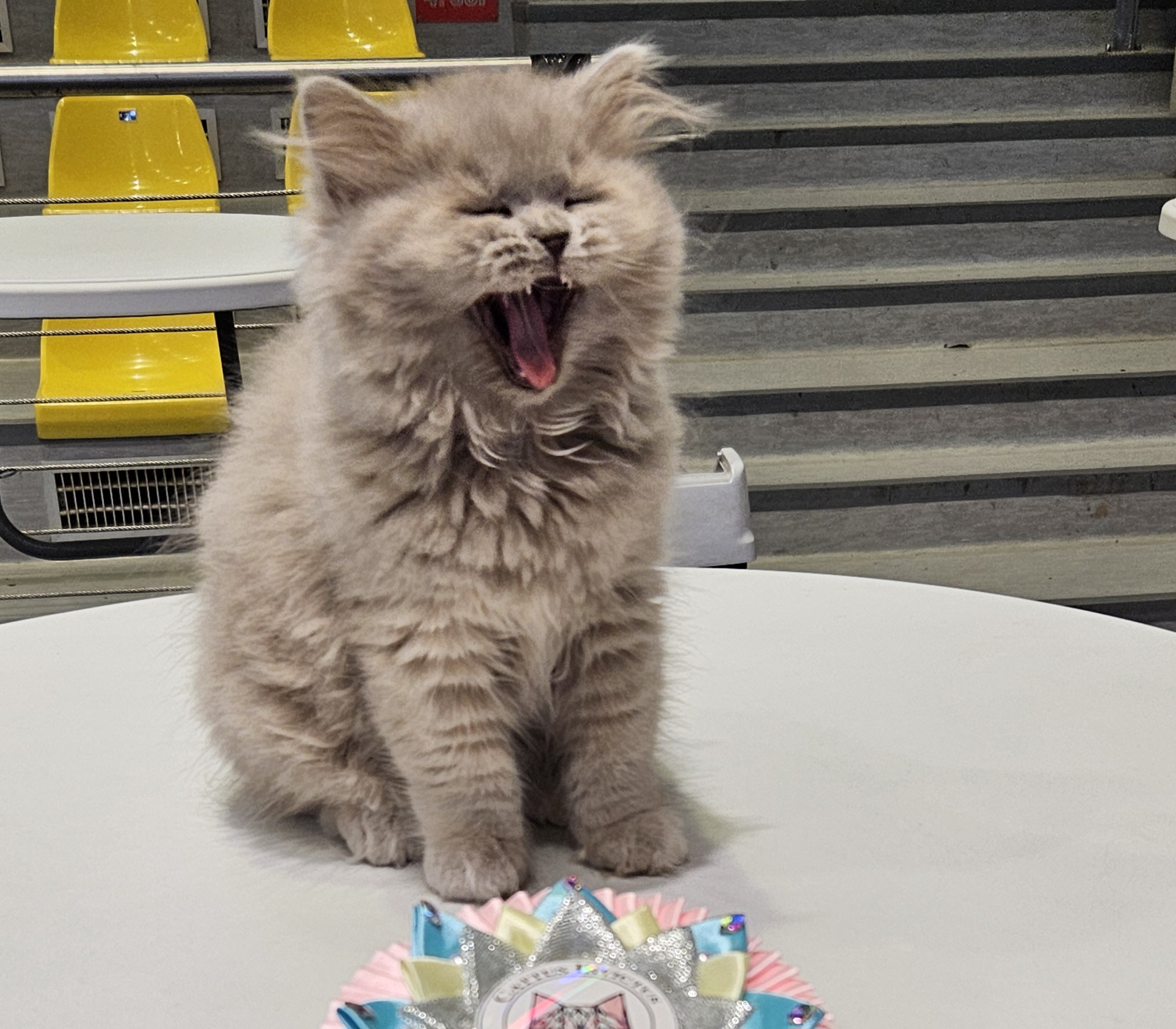 Master, GICH. Colorful Universe Callisto