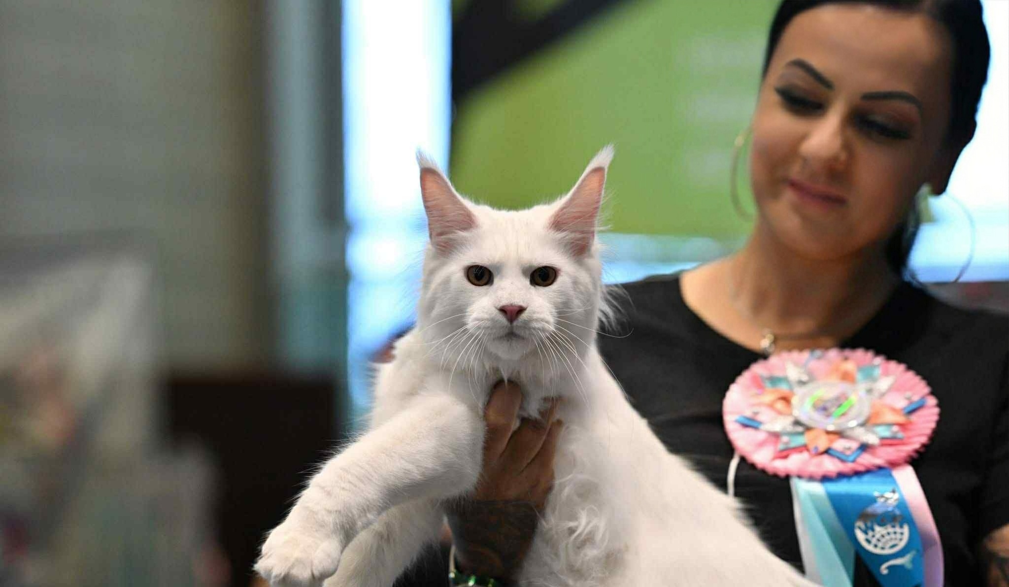 ICH. Cavallaro álom ramos