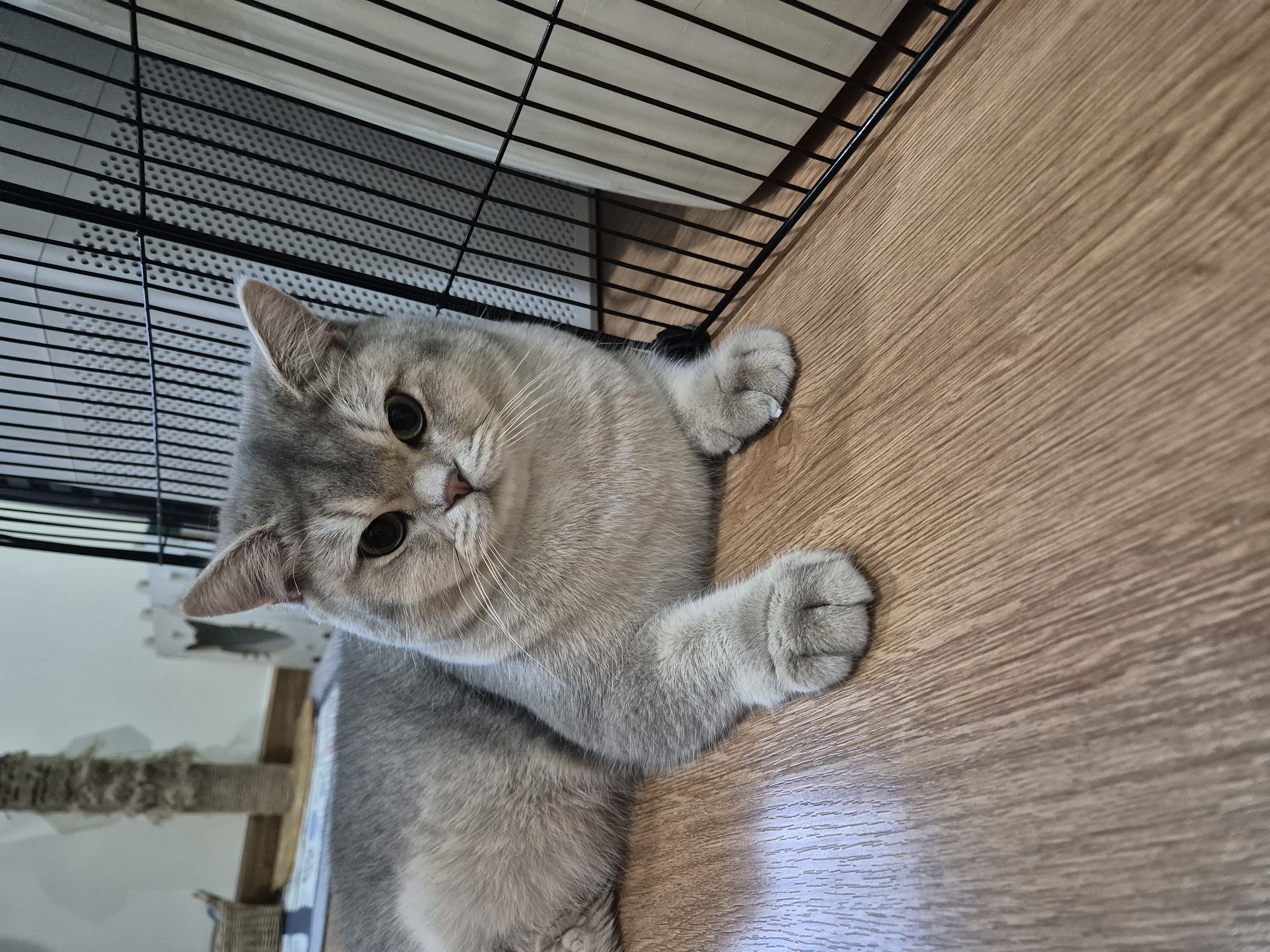 CH. Chubby NK’s Ezel